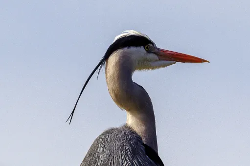 Grey Heron 2​​​​‌﻿‍﻿​‍​‍‌‍﻿﻿‌﻿​‍‌‍‍‌‌‍‌﻿‌‍‍‌‌‍﻿‍​‍​‍​﻿‍‍​‍​‍‌﻿​﻿‌‍​‌‌‍﻿‍‌‍‍‌‌﻿‌​‌﻿‍‌​‍﻿‍‌‍‍‌‌‍﻿﻿​‍​‍​‍﻿​​‍​‍‌‍‍​‌﻿​‍‌‍‌‌‌‍‌‍​‍​‍​﻿‍‍​‍​‍​‍﻿﻿‌‍​‌‌‍‌​‌‍﻿‌‌‍‍‌‌‍﻿‍​‍﻿﻿‌‍‍‌‌‍﻿‍‌﻿‌​‌‍‌‌‌‍﻿‍‌﻿‌​​‍﻿﻿‌‍‌‌‌‍‌​‌‍‍‌‌﻿‌​​‍﻿﻿‌‍﻿‌‌‍﻿﻿‌‍‌​‌‍‌‌​﻿﻿‌‌﻿​​‌﻿​‍‌‍‌‌‌﻿​﻿‌‍‌‌‌‍﻿‍‌﻿‌​‌‍​‌‌﻿‌​‌‍‍‌‌‍﻿﻿‌‍﻿‍​﻿‍﻿‌‍‍‌‌‍‌​​﻿﻿‌​﻿​​​﻿​​​﻿​​‌‍‌‍‌‍‌‌​﻿​﻿‌‍‌‍​﻿​​​‍﻿‌​﻿‌​​﻿‌‌​﻿​​​﻿‍​​‍﻿‌​﻿‌​​﻿‌‍​﻿​‌​﻿‍​​‍﻿‌‌‍​‌​﻿‌​​﻿‌﻿‌‍‌‌​‍﻿‌​﻿‌​​﻿‌‌​﻿​‍‌‍​‍​﻿‍‌​﻿​﻿​﻿​‍​﻿​‌​﻿‍​​﻿‌‌​﻿​﻿‌‍​‍​﻿‍﻿‌﻿‌​‌﻿‍‌‌﻿​​‌‍‌‌​﻿﻿‌‌‍​‍‌‍‍‌‌﻿​‍‌‍‌​‌﻿​﻿‌​‌﻿‌‍​‌‌‍﻿​‌‍﻿​‌‍‌‌‌﻿​‍‌﻿‍‌​﻿‍﻿‌﻿​​‌‍​‌‌﻿‌​‌‍‍​​﻿﻿‌‌‍‌﻿‌‍​‌‌‍﻿​‌‍﻿​‌‍‌‌‌﻿​‍‌﻿‍‌‌​‍‌‌‍﻿‌‌‍​‌‌‍‌﻿‌‍‌‌‌﻿​﻿​‍‌‌​﻿‌‌‌​​‍‌‌﻿﻿‌‍‍﻿‌‍‌‌‌﻿‍‌​‍‌‌​﻿​﻿‌​‌​​‍‌‌​﻿​﻿‌​‌​​‍‌‌​﻿​‍​﻿​‍​﻿‍‌‌‍​‌‌‍‌‌‌‍​﻿​﻿​‍‌‍​‍​﻿‌‍​﻿‌‍‌‍​﻿‌‍‌‌​﻿‌​‌‍​‌​‍‌‌​﻿​‍​﻿​‍​‍‌‌​﻿‌‌‌​‌​​‍﻿‍‌‍​‌‌‍﻿​‌﻿‌​​﻿﻿﻿‌‍​‍‌‍​‌‌﻿​﻿‌‍‌‌‌‌‌‌‌﻿​‍‌‍﻿​​﻿﻿‌​‍‌‌​﻿​‍‌​‌‍‌‍​‌‌‍‌​‌‍﻿‌‌‍‍‌‌‍﻿‍​‍‌‍‌‍‍‌‌‍‌​​﻿﻿‌​﻿​​​﻿​​​﻿​​‌‍‌‍‌‍‌‌​﻿​﻿‌‍‌‍​﻿​​​‍﻿‌​﻿‌​​﻿‌‌​﻿​​​﻿‍​​‍﻿‌​﻿‌​​﻿‌‍​﻿​‌​﻿‍​​‍﻿‌‌‍​‌​﻿‌​​﻿‌﻿‌‍‌‌​‍﻿‌​﻿‌​​﻿‌‌​﻿​‍‌‍​‍​﻿‍‌​﻿​﻿​﻿​‍​﻿​‌​﻿‍​​﻿‌‌​﻿​﻿‌‍​‍​‍‌‍‌﻿‌​‌﻿‍‌‌﻿​​‌‍‌‌​﻿﻿‌‌‍​‍‌‍‍‌‌﻿​‍‌‍‌​‌﻿​﻿‌​‌﻿‌‍​‌‌‍﻿​‌‍﻿​‌‍‌‌‌﻿​‍‌﻿‍‌​‍‌‍‌﻿​​‌‍​‌‌﻿‌​‌‍‍​​﻿﻿‌‌‍‌﻿‌‍​‌‌‍﻿​‌‍﻿​‌‍‌‌‌﻿​‍‌﻿‍‌‌​‍‌‌‍﻿‌‌‍​‌‌‍‌﻿‌‍‌‌‌﻿​﻿​‍‌‌​﻿‌‌‌​​‍‌‌﻿﻿‌‍‍﻿‌‍‌‌‌﻿‍‌​‍‌‌​﻿​﻿‌​‌​​‍‌‌​﻿​﻿‌​‌​​‍‌‌​﻿​‍​﻿​‍​﻿‍‌‌‍​‌‌‍‌‌‌‍​﻿​﻿​‍‌‍​‍​﻿‌‍​﻿‌‍‌‍​﻿‌‍‌‌​﻿‌​‌‍​‌​‍‌‌​﻿​‍​﻿​‍​‍‌‌​﻿‌‌‌​‌​​‍﻿‍‌‍​‌‌‍﻿​‌﻿‌​​‍‌‍‌﻿​​‌‍‌‌‌﻿​‍‌﻿​﻿‌﻿​​‌‍‌‌‌‍​﻿‌﻿‌​‌‍‍‌‌﻿‌‍‌‍‌‌​﻿﻿‌‌﻿​​‌﻿‌‌‌‍​‍‌‍﻿​‌‍‍‌‌﻿​﻿‌‍‍​‌‍‌‌‌‍‌​​‍​‍‌﻿﻿‌