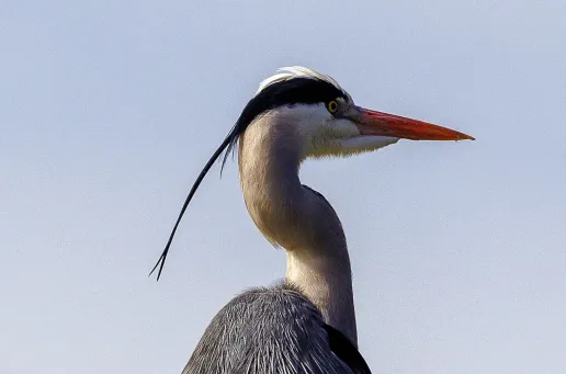 Grey Heron 2