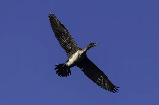 Winging It