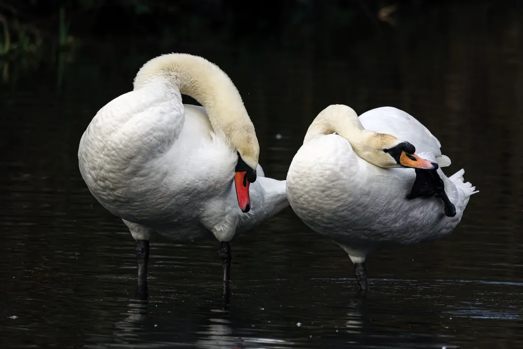 Mute Swan 7​​​​‌﻿‍﻿​‍​‍‌‍﻿﻿‌﻿​‍‌‍‍‌‌‍‌﻿‌‍‍‌‌‍﻿‍​‍​‍​﻿‍‍​‍​‍‌﻿​﻿‌‍​‌‌‍﻿‍‌‍‍‌‌﻿‌​‌﻿‍‌​‍﻿‍‌‍‍‌‌‍﻿﻿​‍​‍​‍﻿​​‍​‍‌‍‍​‌﻿​‍‌‍‌‌‌‍‌‍​‍​‍​﻿‍‍​‍​‍​‍﻿﻿‌‍​‌‌‍‌​‌‍﻿‌‌‍‍‌‌‍﻿‍​‍﻿﻿‌‍‍‌‌‍﻿‍‌﻿‌​‌‍‌‌‌‍﻿‍‌﻿‌​​‍﻿﻿‌‍‌‌‌‍‌​‌‍‍‌‌﻿‌​​‍﻿﻿‌‍﻿‌‌‍﻿﻿‌‍‌​‌‍‌‌​﻿﻿‌‌﻿​​‌﻿​‍‌‍‌‌‌﻿​﻿‌‍‌‌‌‍﻿‍‌﻿‌​‌‍​‌‌﻿‌​‌‍‍‌‌‍﻿﻿‌‍﻿‍​﻿‍﻿‌‍‍‌‌‍‌​​﻿﻿‌‌‍​﻿​﻿​﻿​﻿‍‌​﻿​‌​﻿​‍​﻿‌​‌‍‌​​﻿​‍​‍﻿‌​﻿‌‌​﻿​‌​﻿‍‌‌‍‌‍​‍﻿‌​﻿‌​​﻿‌‍​﻿​​​﻿‍‌​‍﻿‌​﻿‍‌​﻿‌﻿‌‍​﻿‌‍​‍​‍﻿‌‌‍​‍‌‍‌‌​﻿‌‌​﻿‌​​﻿‍​​﻿​‍‌‍‌‌‌‍​﻿​﻿‍‌‌‍‌‌​﻿​​​﻿‍‌​﻿‍﻿‌﻿‌​‌﻿‍‌‌﻿​​‌‍‌‌​﻿﻿‌‌‍​‍‌‍‍‌‌﻿​‍‌‍‌​‌﻿​﻿‌​‌﻿‌‍​‌‌‍﻿​‌‍﻿​‌‍‌‌‌﻿​‍‌﻿‍‌​﻿‍﻿‌﻿​​‌‍​‌‌﻿‌​‌‍‍​​﻿﻿‌‌‍‌﻿‌‍​‌‌‍﻿​‌‍﻿​‌‍‌‌‌﻿​‍‌﻿‍‌‌​‍‌‌‍﻿‌‌‍​‌‌‍‌﻿‌‍‌‌‌﻿​﻿​‍‌‌​﻿‌‌‌​​‍‌‌﻿﻿‌‍‍﻿‌‍‌‌‌﻿‍‌​‍‌‌​﻿​﻿‌​‌​​‍‌‌​﻿​﻿‌​‌​​‍‌‌​﻿​‍​﻿​‍‌‍‌‌​﻿‍​‌‍‌‍​﻿​​‌‍​‌​﻿​﻿‌‍​﻿​﻿​﻿​﻿‍‌​﻿‍​‌‍‌‌​﻿‍​​‍‌‌​﻿​‍​﻿​‍​‍‌‌​﻿‌‌‌​‌​​‍﻿‍‌‍​‌‌‍﻿​‌﻿‌​​﻿﻿﻿‌‍​‍‌‍​‌‌﻿​﻿‌‍‌‌‌‌‌‌‌﻿​‍‌‍﻿​​﻿﻿‌​‍‌‌​﻿​‍‌​‌‍‌‍​‌‌‍‌​‌‍﻿‌‌‍‍‌‌‍﻿‍​‍‌‍‌‍‍‌‌‍‌​​﻿﻿‌‌‍​﻿​﻿​﻿​﻿‍‌​﻿​‌​﻿​‍​﻿‌​‌‍‌​​﻿​‍​‍﻿‌​﻿‌‌​﻿​‌​﻿‍‌‌‍‌‍​‍﻿‌​﻿‌​​﻿‌‍​﻿​​​﻿‍‌​‍﻿‌​﻿‍‌​﻿‌﻿‌‍​﻿‌‍​‍​‍﻿‌‌‍​‍‌‍‌‌​﻿‌‌​﻿‌​​﻿‍​​﻿​‍‌‍‌‌‌‍​﻿​﻿‍‌‌‍‌‌​﻿​​​﻿‍‌​‍‌‍‌﻿‌​‌﻿‍‌‌﻿​​‌‍‌‌​﻿﻿‌‌‍​‍‌‍‍‌‌﻿​‍‌‍‌​‌﻿​﻿‌​‌﻿‌‍​‌‌‍﻿​‌‍﻿​‌‍‌‌‌﻿​‍‌﻿‍‌​‍‌‍‌﻿​​‌‍​‌‌﻿‌​‌‍‍​​﻿﻿‌‌‍‌﻿‌‍​‌‌‍﻿​‌‍﻿​‌‍‌‌‌﻿​‍‌﻿‍‌‌​‍‌‌‍﻿‌‌‍​‌‌‍‌﻿‌‍‌‌‌﻿​﻿​‍‌‌​﻿‌‌‌​​‍‌‌﻿﻿‌‍‍﻿‌‍‌‌‌﻿‍‌​‍‌‌​﻿​﻿‌​‌​​‍‌‌​﻿​﻿‌​‌​​‍‌‌​﻿​‍​﻿​‍‌‍‌‌​﻿‍​‌‍‌‍​﻿​​‌‍​‌​﻿​﻿‌‍​﻿​﻿​﻿​﻿‍‌​﻿‍​‌‍‌‌​﻿‍​​‍‌‌​﻿​‍​﻿​‍​‍‌‌​﻿‌‌‌​‌​​‍﻿‍‌‍​‌‌‍﻿​‌﻿‌​​‍‌‍‌﻿​​‌‍‌‌‌﻿​‍‌﻿​﻿‌﻿​​‌‍‌‌‌‍​﻿‌﻿‌​‌‍‍‌‌﻿‌‍‌‍‌‌​﻿﻿‌‌﻿​​‌﻿‌‌‌‍​‍‌‍﻿​‌‍‍‌‌﻿​﻿‌‍‍​‌‍‌‌‌‍‌​​‍​‍‌﻿﻿‌
