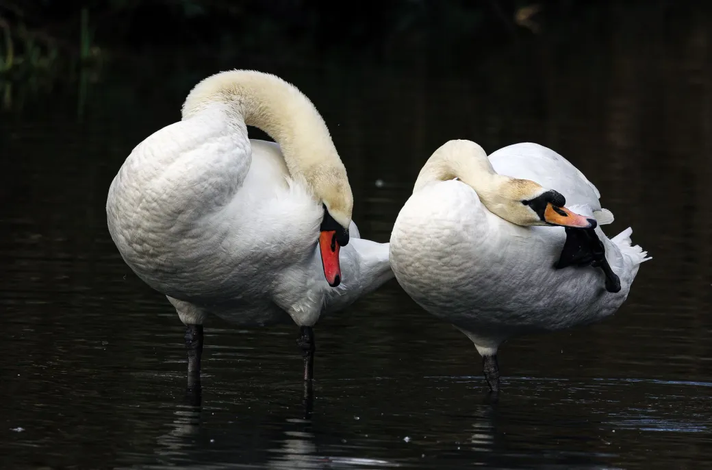 Mute Swan 7