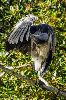 Grey Heron 9​​​​‌﻿‍﻿​‍​‍‌‍﻿﻿‌﻿​‍‌‍‍‌‌‍‌﻿‌‍‍‌‌‍﻿‍​‍​‍​﻿‍‍​‍​‍‌﻿​﻿‌‍​‌‌‍﻿‍‌‍‍‌‌﻿‌​‌﻿‍‌​‍﻿‍‌‍‍‌‌‍﻿﻿​‍​‍​‍﻿​​‍​‍‌‍‍​‌﻿​‍‌‍‌‌‌‍‌‍​‍​‍​﻿‍‍​‍​‍​‍﻿﻿‌‍​‌‌‍‌​‌‍﻿‌‌‍‍‌‌‍﻿‍​‍﻿﻿‌‍‍‌‌‍﻿‍‌﻿‌​‌‍‌‌‌‍﻿‍‌﻿‌​​‍﻿﻿‌‍‌‌‌‍‌​‌‍‍‌‌﻿‌​​‍﻿﻿‌‍﻿‌‌‍﻿﻿‌‍‌​‌‍‌‌​﻿﻿‌‌﻿​​‌﻿​‍‌‍‌‌‌﻿​﻿‌‍‌‌‌‍﻿‍‌﻿‌​‌‍​‌‌﻿‌​‌‍‍‌‌‍﻿﻿‌‍﻿‍​﻿‍﻿‌‍‍‌‌‍‌​​﻿﻿‌​﻿​​​﻿​​​﻿​​‌‍‌‍‌‍‌‌​﻿​﻿‌‍‌‍​﻿​​​‍﻿‌​﻿‌​​﻿‌‌​﻿​​​﻿‍​​‍﻿‌​﻿‌​​﻿‌‍​﻿​‌​﻿‍​​‍﻿‌‌‍​‌​﻿‌​​﻿‌﻿‌‍‌‌​‍﻿‌​﻿‌​​﻿‌‌​﻿​‍‌‍​‍​﻿‍‌​﻿​﻿​﻿​‍​﻿​‌​﻿‍​​﻿‌‌​﻿​﻿‌‍​‍​﻿‍﻿‌﻿‌​‌﻿‍‌‌﻿​​‌‍‌‌​﻿﻿‌‌‍​‍‌‍‍‌‌﻿​‍‌‍‌​‌﻿​﻿‌​‌﻿‌‍​‌‌‍﻿​‌‍﻿​‌‍‌‌‌﻿​‍‌﻿‍‌​﻿‍﻿‌﻿​​‌‍​‌‌﻿‌​‌‍‍​​﻿﻿‌‌‍‌﻿‌‍​‌‌‍﻿​‌‍﻿​‌‍‌‌‌﻿​‍‌﻿‍‌‌​‍‌‌‍﻿‌‌‍​‌‌‍‌﻿‌‍‌‌‌﻿​﻿​‍‌‌​﻿‌‌‌​​‍‌‌﻿﻿‌‍‍﻿‌‍‌‌‌﻿‍‌​‍‌‌​﻿​﻿‌​‌​​‍‌‌​﻿​﻿‌​‌​​‍‌‌​﻿​‍​﻿​‍​﻿‌​​﻿‌​‌‍‌​‌‍‌​‌‍‌‌‌‍‌‌​﻿‍​​﻿​​‌‍​‌​﻿​​​﻿​​​﻿​‌​‍‌‌​﻿​‍​﻿​‍​‍‌‌​﻿‌‌‌​‌​​‍﻿‍‌‍​‌‌‍﻿​‌﻿‌​​﻿﻿﻿‌‍​‍‌‍​‌‌﻿​﻿‌‍‌‌‌‌‌‌‌﻿​‍‌‍﻿​​﻿﻿‌​‍‌‌​﻿​‍‌​‌‍‌‍​‌‌‍‌​‌‍﻿‌‌‍‍‌‌‍﻿‍​‍‌‍‌‍‍‌‌‍‌​​﻿﻿‌​﻿​​​﻿​​​﻿​​‌‍‌‍‌‍‌‌​﻿​﻿‌‍‌‍​﻿​​​‍﻿‌​﻿‌​​﻿‌‌​﻿​​​﻿‍​​‍﻿‌​﻿‌​​﻿‌‍​﻿​‌​﻿‍​​‍﻿‌‌‍​‌​﻿‌​​﻿‌﻿‌‍‌‌​‍﻿‌​﻿‌​​﻿‌‌​﻿​‍‌‍​‍​﻿‍‌​﻿​﻿​﻿​‍​﻿​‌​﻿‍​​﻿‌‌​﻿​﻿‌‍​‍​‍‌‍‌﻿‌​‌﻿‍‌‌﻿​​‌‍‌‌​﻿﻿‌‌‍​‍‌‍‍‌‌﻿​‍‌‍‌​‌﻿​﻿‌​‌﻿‌‍​‌‌‍﻿​‌‍﻿​‌‍‌‌‌﻿​‍‌﻿‍‌​‍‌‍‌﻿​​‌‍​‌‌﻿‌​‌‍‍​​﻿﻿‌‌‍‌﻿‌‍​‌‌‍﻿​‌‍﻿​‌‍‌‌‌﻿​‍‌﻿‍‌‌​‍‌‌‍﻿‌‌‍​‌‌‍‌﻿‌‍‌‌‌﻿​﻿​‍‌‌​﻿‌‌‌​​‍‌‌﻿﻿‌‍‍﻿‌‍‌‌‌﻿‍‌​‍‌‌​﻿​﻿‌​‌​​‍‌‌​﻿​﻿‌​‌​​‍‌‌​﻿​‍​﻿​‍​﻿‌​​﻿‌​‌‍‌​‌‍‌​‌‍‌‌‌‍‌‌​﻿‍​​﻿​​‌‍​‌​﻿​​​﻿​​​﻿​‌​‍‌‌​﻿​‍​﻿​‍​‍‌‌​﻿‌‌‌​‌​​‍﻿‍‌‍​‌‌‍﻿​‌﻿‌​​‍‌‍‌﻿​​‌‍‌‌‌﻿​‍‌﻿​﻿‌﻿​​‌‍‌‌‌‍​﻿‌﻿‌​‌‍‍‌‌﻿‌‍‌‍‌‌​﻿﻿‌‌﻿​​‌﻿‌‌‌‍​‍‌‍﻿​‌‍‍‌‌﻿​﻿‌‍‍​‌‍‌‌‌‍‌​​‍​‍‌﻿﻿‌