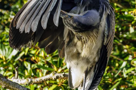 Grey Heron 9