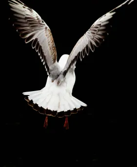 Fly by Night​​​​‌﻿‍﻿​‍​‍‌‍﻿﻿‌﻿​‍‌‍‍‌‌‍‌﻿‌‍‍‌‌‍﻿‍​‍​‍​﻿‍‍​‍​‍‌﻿​﻿‌‍​‌‌‍﻿‍‌‍‍‌‌﻿‌​‌﻿‍‌​‍﻿‍‌‍‍‌‌‍﻿﻿​‍​‍​‍﻿​​‍​‍‌‍‍​‌﻿​‍‌‍‌‌‌‍‌‍​‍​‍​﻿‍‍​‍​‍​‍﻿﻿‌‍​‌‌‍‌​‌‍﻿‌‌‍‍‌‌‍﻿‍​‍﻿﻿‌‍‍‌‌‍﻿‍‌﻿‌​‌‍‌‌‌‍﻿‍‌﻿‌​​‍﻿﻿‌‍‌‌‌‍‌​‌‍‍‌‌﻿‌​​‍﻿﻿‌‍﻿‌‌‍﻿﻿‌‍‌​‌‍‌‌​﻿﻿‌‌﻿​​‌﻿​‍‌‍‌‌‌﻿​﻿‌‍‌‌‌‍﻿‍‌﻿‌​‌‍​‌‌﻿‌​‌‍‍‌‌‍﻿﻿‌‍﻿‍​﻿‍﻿‌‍‍‌‌‍‌​​﻿﻿‌​﻿‍‌‌‍‌‌‌‍​‍​﻿​﻿​﻿‍‌​﻿‌​​﻿​﻿​﻿‍​​‍﻿‌‌‍​﻿​﻿‍‌​﻿‌﻿​﻿‍​​‍﻿‌​﻿‌​​﻿​﻿​﻿‌‌​﻿‌‍​‍﻿‌‌‍​‍​﻿‌​‌‍‌​​﻿‌‍​‍﻿‌​﻿‌﻿‌‍‌‍​﻿‌​‌‍‌​‌‍‌​​﻿‍​‌‍​﻿‌‍​‍‌‍​﻿​﻿‌‌​﻿‍‌​﻿​‍​﻿‍﻿‌﻿‌​‌﻿‍‌‌﻿​​‌‍‌‌​﻿﻿‌‌‍​‍‌‍‍‌‌﻿​‍‌‍‌​‌﻿​﻿‌​‌﻿‌‍​‌‌‍﻿​‌‍﻿​‌‍‌‌‌﻿​‍‌﻿‍‌​﻿‍﻿‌﻿​​‌‍​‌‌﻿‌​‌‍‍​​﻿﻿‌‌‍‌﻿‌‍​‌‌‍﻿​‌‍﻿​‌‍‌‌‌﻿​‍‌﻿‍‌‌​‍‌‌‍﻿‌‌‍​‌‌‍‌﻿‌‍‌‌‌﻿​﻿​‍‌‌​﻿‌‌‌​​‍‌‌﻿﻿‌‍‍﻿‌‍‌‌‌﻿‍‌​‍‌‌​﻿​﻿‌​‌​​‍‌‌​﻿​﻿‌​‌​​‍‌‌​﻿​‍​﻿​‍‌‍​﻿​﻿‍​​﻿​﻿​﻿‌​​﻿‌‌‌‍‌‍​﻿​‌​﻿​​‌‍​‌​﻿‍‌‌‍​﻿​﻿​‍​‍‌‌​﻿​‍​﻿​‍​‍‌‌​﻿‌‌‌​‌​​‍﻿‍‌‍​‌‌‍﻿​‌﻿‌​​﻿﻿﻿‌‍​‍‌‍​‌‌﻿​﻿‌‍‌‌‌‌‌‌‌﻿​‍‌‍﻿​​﻿﻿‌​‍‌‌​﻿​‍‌​‌‍‌‍​‌‌‍‌​‌‍﻿‌‌‍‍‌‌‍﻿‍​‍‌‍‌‍‍‌‌‍‌​​﻿﻿‌​﻿‍‌‌‍‌‌‌‍​‍​﻿​﻿​﻿‍‌​﻿‌​​﻿​﻿​﻿‍​​‍﻿‌‌‍​﻿​﻿‍‌​﻿‌﻿​﻿‍​​‍﻿‌​﻿‌​​﻿​﻿​﻿‌‌​﻿‌‍​‍﻿‌‌‍​‍​﻿‌​‌‍‌​​﻿‌‍​‍﻿‌​﻿‌﻿‌‍‌‍​﻿‌​‌‍‌​‌‍‌​​﻿‍​‌‍​﻿‌‍​‍‌‍​﻿​﻿‌‌​﻿‍‌​﻿​‍​‍‌‍‌﻿‌​‌﻿‍‌‌﻿​​‌‍‌‌​﻿﻿‌‌‍​‍‌‍‍‌‌﻿​‍‌‍‌​‌﻿​﻿‌​‌﻿‌‍​‌‌‍﻿​‌‍﻿​‌‍‌‌‌﻿​‍‌﻿‍‌​‍‌‍‌﻿​​‌‍​‌‌﻿‌​‌‍‍​​﻿﻿‌‌‍‌﻿‌‍​‌‌‍﻿​‌‍﻿​‌‍‌‌‌﻿​‍‌﻿‍‌‌​‍‌‌‍﻿‌‌‍​‌‌‍‌﻿‌‍‌‌‌﻿​﻿​‍‌‌​﻿‌‌‌​​‍‌‌﻿﻿‌‍‍﻿‌‍‌‌‌﻿‍‌​‍‌‌​﻿​﻿‌​‌​​‍‌‌​﻿​﻿‌​‌​​‍‌‌​﻿​‍​﻿​‍‌‍​﻿​﻿‍​​﻿​﻿​﻿‌​​﻿‌‌‌‍‌‍​﻿​‌​﻿​​‌‍​‌​﻿‍‌‌‍​﻿​﻿​‍​‍‌‌​﻿​‍​﻿​‍​‍‌‌​﻿‌‌‌​‌​​‍﻿‍‌‍​‌‌‍﻿​‌﻿‌​​‍‌‍‌﻿​​‌‍‌‌‌﻿​‍‌﻿​﻿‌﻿​​‌‍‌‌‌‍​﻿‌﻿‌​‌‍‍‌‌﻿‌‍‌‍‌‌​﻿﻿‌‌﻿​​‌﻿‌‌‌‍​‍‌‍﻿​‌‍‍‌‌﻿​﻿‌‍‍​‌‍‌‌‌‍‌​​‍​‍‌﻿﻿‌