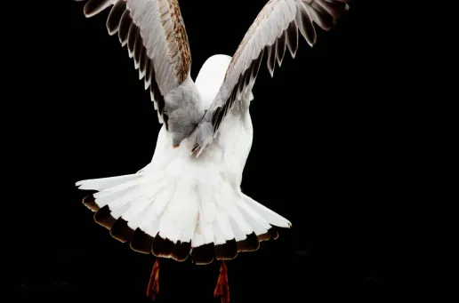 Fly by Night