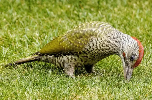Green Woodpecker