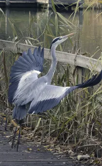 Grey Heron 8​​​​‌﻿‍﻿​‍​‍‌‍﻿﻿‌﻿​‍‌‍‍‌‌‍‌﻿‌‍‍‌‌‍﻿‍​‍​‍​﻿‍‍​‍​‍‌﻿​﻿‌‍​‌‌‍﻿‍‌‍‍‌‌﻿‌​‌﻿‍‌​‍﻿‍‌‍‍‌‌‍﻿﻿​‍​‍​‍﻿​​‍​‍‌‍‍​‌﻿​‍‌‍‌‌‌‍‌‍​‍​‍​﻿‍‍​‍​‍​‍﻿﻿‌‍​‌‌‍‌​‌‍﻿‌‌‍‍‌‌‍﻿‍​‍﻿﻿‌‍‍‌‌‍﻿‍‌﻿‌​‌‍‌‌‌‍﻿‍‌﻿‌​​‍﻿﻿‌‍‌‌‌‍‌​‌‍‍‌‌﻿‌​​‍﻿﻿‌‍﻿‌‌‍﻿﻿‌‍‌​‌‍‌‌​﻿﻿‌‌﻿​​‌﻿​‍‌‍‌‌‌﻿​﻿‌‍‌‌‌‍﻿‍‌﻿‌​‌‍​‌‌﻿‌​‌‍‍‌‌‍﻿﻿‌‍﻿‍​﻿‍﻿‌‍‍‌‌‍‌​​﻿﻿‌​﻿​​​﻿​​​﻿​​‌‍‌‍‌‍‌‌​﻿​﻿‌‍‌‍​﻿​​​‍﻿‌​﻿‌​​﻿‌‌​﻿​​​﻿‍​​‍﻿‌​﻿‌​​﻿‌‍​﻿​‌​﻿‍​​‍﻿‌‌‍​‌​﻿‌​​﻿‌﻿‌‍‌‌​‍﻿‌​﻿‌​​﻿‌‌​﻿​‍‌‍​‍​﻿‍‌​﻿​﻿​﻿​‍​﻿​‌​﻿‍​​﻿‌‌​﻿​﻿‌‍​‍​﻿‍﻿‌﻿‌​‌﻿‍‌‌﻿​​‌‍‌‌​﻿﻿‌‌‍​‍‌‍‍‌‌﻿​‍‌‍‌​‌﻿​﻿‌​‌﻿‌‍​‌‌‍﻿​‌‍﻿​‌‍‌‌‌﻿​‍‌﻿‍‌​﻿‍﻿‌﻿​​‌‍​‌‌﻿‌​‌‍‍​​﻿﻿‌‌‍‌﻿‌‍​‌‌‍﻿​‌‍﻿​‌‍‌‌‌﻿​‍‌﻿‍‌‌​‍‌‌‍﻿‌‌‍​‌‌‍‌﻿‌‍‌‌‌﻿​﻿​‍‌‌​﻿‌‌‌​​‍‌‌﻿﻿‌‍‍﻿‌‍‌‌‌﻿‍‌​‍‌‌​﻿​﻿‌​‌​​‍‌‌​﻿​﻿‌​‌​​‍‌‌​﻿​‍​﻿​‍‌‍‌​​﻿‌‌​﻿‌‌​﻿​‌​﻿​‌​﻿​​​﻿​‌‌‍​﻿​﻿‌‌​﻿‌​‌‍​‍​﻿‌‍​‍‌‌​﻿​‍​﻿​‍​‍‌‌​﻿‌‌‌​‌​​‍﻿‍‌‍​‌‌‍﻿​‌﻿‌​​﻿﻿﻿‌‍​‍‌‍​‌‌﻿​﻿‌‍‌‌‌‌‌‌‌﻿​‍‌‍﻿​​﻿﻿‌​‍‌‌​﻿​‍‌​‌‍‌‍​‌‌‍‌​‌‍﻿‌‌‍‍‌‌‍﻿‍​‍‌‍‌‍‍‌‌‍‌​​﻿﻿‌​﻿​​​﻿​​​﻿​​‌‍‌‍‌‍‌‌​﻿​﻿‌‍‌‍​﻿​​​‍﻿‌​﻿‌​​﻿‌‌​﻿​​​﻿‍​​‍﻿‌​﻿‌​​﻿‌‍​﻿​‌​﻿‍​​‍﻿‌‌‍​‌​﻿‌​​﻿‌﻿‌‍‌‌​‍﻿‌​﻿‌​​﻿‌‌​﻿​‍‌‍​‍​﻿‍‌​﻿​﻿​﻿​‍​﻿​‌​﻿‍​​﻿‌‌​﻿​﻿‌‍​‍​‍‌‍‌﻿‌​‌﻿‍‌‌﻿​​‌‍‌‌​﻿﻿‌‌‍​‍‌‍‍‌‌﻿​‍‌‍‌​‌﻿​﻿‌​‌﻿‌‍​‌‌‍﻿​‌‍﻿​‌‍‌‌‌﻿​‍‌﻿‍‌​‍‌‍‌﻿​​‌‍​‌‌﻿‌​‌‍‍​​﻿﻿‌‌‍‌﻿‌‍​‌‌‍﻿​‌‍﻿​‌‍‌‌‌﻿​‍‌﻿‍‌‌​‍‌‌‍﻿‌‌‍​‌‌‍‌﻿‌‍‌‌‌﻿​﻿​‍‌‌​﻿‌‌‌​​‍‌‌﻿﻿‌‍‍﻿‌‍‌‌‌﻿‍‌​‍‌‌​﻿​﻿‌​‌​​‍‌‌​﻿​﻿‌​‌​​‍‌‌​﻿​‍​﻿​‍‌‍‌​​﻿‌‌​﻿‌‌​﻿​‌​﻿​‌​﻿​​​﻿​‌‌‍​﻿​﻿‌‌​﻿‌​‌‍​‍​﻿‌‍​‍‌‌​﻿​‍​﻿​‍​‍‌‌​﻿‌‌‌​‌​​‍﻿‍‌‍​‌‌‍﻿​‌﻿‌​​‍‌‍‌﻿​​‌‍‌‌‌﻿​‍‌﻿​﻿‌﻿​​‌‍‌‌‌‍​﻿‌﻿‌​‌‍‍‌‌﻿‌‍‌‍‌‌​﻿﻿‌‌﻿​​‌﻿‌‌‌‍​‍‌‍﻿​‌‍‍‌‌﻿​﻿‌‍‍​‌‍‌‌‌‍‌​​‍​‍‌﻿﻿‌