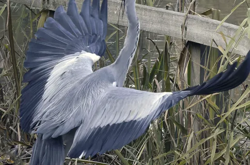 Grey Heron 8