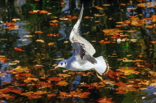 In the Autumn