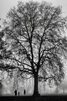 London Plane - Wandsworth Common​​​​‌﻿‍﻿​‍​‍‌‍﻿﻿‌﻿​‍‌‍‍‌‌‍‌﻿‌‍‍‌‌‍﻿‍​‍​‍​﻿‍‍​‍​‍‌﻿​﻿‌‍​‌‌‍﻿‍‌‍‍‌‌﻿‌​‌﻿‍‌​‍﻿‍‌‍‍‌‌‍﻿﻿​‍​‍​‍﻿​​‍​‍‌‍‍​‌﻿​‍‌‍‌‌‌‍‌‍​‍​‍​﻿‍‍​‍​‍​‍﻿﻿‌‍​‌‌‍‌​‌‍﻿‌‌‍‍‌‌‍﻿‍​‍﻿﻿‌‍‍‌‌‍﻿‍‌﻿‌​‌‍‌‌‌‍﻿‍‌﻿‌​​‍﻿﻿‌‍‌‌‌‍‌​‌‍‍‌‌﻿‌​​‍﻿﻿‌‍﻿‌‌‍﻿﻿‌‍‌​‌‍‌‌​﻿﻿‌‌﻿​​‌﻿​‍‌‍‌‌‌﻿​﻿‌‍‌‌‌‍﻿‍‌﻿‌​‌‍​‌‌﻿‌​‌‍‍‌‌‍﻿﻿‌‍﻿‍​﻿‍﻿‌‍‍‌‌‍‌​​﻿﻿‌​﻿‌﻿‌‍​‌​﻿‌‌​﻿‌​‌‍​﻿‌‍​‍​﻿​﻿​﻿‌‌​‍﻿‌​﻿​‍‌‍​‍​﻿‌‌​﻿​‍​‍﻿‌​﻿‌​​﻿​‍​﻿​​​﻿‌‍​‍﻿‌​﻿‍​‌‍‌‌​﻿‌‌​﻿​​​‍﻿‌‌‍‌​​﻿​﻿​﻿‌﻿‌‍​‍​﻿‍​‌‍​‌​﻿‍​​﻿‌‌​﻿​​‌‍​‍‌‍​‌‌‍​‌​﻿‍﻿‌﻿‌​‌﻿‍‌‌﻿​​‌‍‌‌​﻿﻿‌‌‍‌﻿‌‍​‌‌‍﻿​‌‍﻿​‌‍‌‌‌﻿​‍‌﻿‍‌​﻿‍﻿‌﻿​​‌‍​‌‌﻿‌​‌‍‍​​﻿﻿‌‌‍‌﻿‌‍​‌‌‍﻿​‌‍﻿​‌‍‌‌‌﻿​‍‌﻿‍‌‌​‍‌‌‍﻿‌‌‍​‌‌‍‌﻿‌‍‌‌‌﻿​﻿​‍‌‌​﻿‌‌‌​​‍‌‌﻿﻿‌‍‍﻿‌‍‌‌‌﻿‍‌​‍‌‌​﻿​﻿‌​‌​​‍‌‌​﻿​﻿‌​‌​​‍‌‌​﻿​‍​﻿​‍​﻿​﻿​﻿​‌‌‍​‌​﻿​﻿​﻿​​​﻿‍​​﻿‌﻿​﻿​‍​﻿​‌‌‍​‌​﻿‍​‌‍‌‌​‍‌‌​﻿​‍​﻿​‍​‍‌‌​﻿‌‌‌​‌​​‍﻿‍‌‍​‌‌‍﻿​‌﻿‌​​﻿﻿﻿‌‍​‍‌‍​‌‌﻿​﻿‌‍‌‌‌‌‌‌‌﻿​‍‌‍﻿​​﻿﻿‌​‍‌‌​﻿​‍‌​‌‍‌‍​‌‌‍‌​‌‍﻿‌‌‍‍‌‌‍﻿‍​‍‌‍‌‍‍‌‌‍‌​​﻿﻿‌​﻿‌﻿‌‍​‌​﻿‌‌​﻿‌​‌‍​﻿‌‍​‍​﻿​﻿​﻿‌‌​‍﻿‌​﻿​‍‌‍​‍​﻿‌‌​﻿​‍​‍﻿‌​﻿‌​​﻿​‍​﻿​​​﻿‌‍​‍﻿‌​﻿‍​‌‍‌‌​﻿‌‌​﻿​​​‍﻿‌‌‍‌​​﻿​﻿​﻿‌﻿‌‍​‍​﻿‍​‌‍​‌​﻿‍​​﻿‌‌​﻿​​‌‍​‍‌‍​‌‌‍​‌​‍‌‍‌﻿‌​‌﻿‍‌‌﻿​​‌‍‌‌​﻿﻿‌‌‍‌﻿‌‍​‌‌‍﻿​‌‍﻿​‌‍‌‌‌﻿​‍‌﻿‍‌​‍‌‍‌﻿​​‌‍​‌‌﻿‌​‌‍‍​​﻿﻿‌‌‍‌﻿‌‍​‌‌‍﻿​‌‍﻿​‌‍‌‌‌﻿​‍‌﻿‍‌‌​‍‌‌‍﻿‌‌‍​‌‌‍‌﻿‌‍‌‌‌﻿​﻿​‍‌‌​﻿‌‌‌​​‍‌‌﻿﻿‌‍‍﻿‌‍‌‌‌﻿‍‌​‍‌‌​﻿​﻿‌​‌​​‍‌‌​﻿​﻿‌​‌​​‍‌‌​﻿​‍​﻿​‍​﻿​﻿​﻿​‌‌‍​‌​﻿​﻿​﻿​​​﻿‍​​﻿‌﻿​﻿​‍​﻿​‌‌‍​‌​﻿‍​‌‍‌‌​‍‌‌​﻿​‍​﻿​‍​‍‌‌​﻿‌‌‌​‌​​‍﻿‍‌‍​‌‌‍﻿​‌﻿‌​​‍‌‍‌﻿​​‌‍‌‌‌﻿​‍‌﻿​﻿‌﻿​​‌‍‌‌‌‍​﻿‌﻿‌​‌‍‍‌‌﻿‌‍‌‍‌‌​﻿﻿‌‌﻿​​‌﻿‌‌‌‍​‍‌‍﻿​‌‍‍‌‌﻿​﻿‌‍‍​‌‍‌‌‌‍‌​​‍​‍‌﻿﻿‌