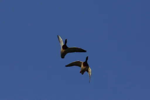 Two Ducks Flying​​​​‌﻿‍﻿​‍​‍‌‍﻿﻿‌﻿​‍‌‍‍‌‌‍‌﻿‌‍‍‌‌‍﻿‍​‍​‍​﻿‍‍​‍​‍‌﻿​﻿‌‍​‌‌‍﻿‍‌‍‍‌‌﻿‌​‌﻿‍‌​‍﻿‍‌‍‍‌‌‍﻿﻿​‍​‍​‍﻿​​‍​‍‌‍‍​‌﻿​‍‌‍‌‌‌‍‌‍​‍​‍​﻿‍‍​‍​‍​‍﻿﻿‌‍​‌‌‍‌​‌‍﻿‌‌‍‍‌‌‍﻿‍​‍﻿﻿‌‍‍‌‌‍﻿‍‌﻿‌​‌‍‌‌‌‍﻿‍‌﻿‌​​‍﻿﻿‌‍‌‌‌‍‌​‌‍‍‌‌﻿‌​​‍﻿﻿‌‍﻿‌‌‍﻿﻿‌‍‌​‌‍‌‌​﻿﻿‌‌﻿​​‌﻿​‍‌‍‌‌‌﻿​﻿‌‍‌‌‌‍﻿‍‌﻿‌​‌‍​‌‌﻿‌​‌‍‍‌‌‍﻿﻿‌‍﻿‍​﻿‍﻿‌‍‍‌‌‍‌​​﻿﻿‌​﻿​‍​﻿​﻿‌‍​‍​﻿‍‌‌‍‌‍‌‍​‍​﻿‌‍​﻿‌​​‍﻿‌‌‍‌‍‌‍‌‌‌‍‌‌‌‍‌‍​‍﻿‌​﻿‌​​﻿​‌​﻿‌​​﻿‍​​‍﻿‌‌‍​‌​﻿​​​﻿‌​​﻿‍​​‍﻿‌‌‍‌‌​﻿‍​​﻿‍​‌‍‌‌​﻿​‌‌‍‌​​﻿‍‌‌‍‌‌​﻿‌​‌‍‌‍​﻿‌﻿​﻿‍​​﻿‍﻿‌﻿‌​‌﻿‍‌‌﻿​​‌‍‌‌​﻿﻿‌‌‍​‍‌‍‍‌‌﻿​‍‌‍‌​‌﻿​﻿‌​‌﻿‌‍​‌‌‍﻿​‌‍﻿​‌‍‌‌‌﻿​‍‌﻿‍‌​﻿‍﻿‌﻿​​‌‍​‌‌﻿‌​‌‍‍​​﻿﻿‌‌‍‌﻿‌‍​‌‌‍﻿​‌‍﻿​‌‍‌‌‌﻿​‍‌﻿‍‌‌​‍‌‌‍﻿‌‌‍​‌‌‍‌﻿‌‍‌‌‌﻿​﻿​‍‌‌​﻿‌‌‌​​‍‌‌﻿﻿‌‍‍﻿‌‍‌‌‌﻿‍‌​‍‌‌​﻿​﻿‌​‌​​‍‌‌​﻿​﻿‌​‌​​‍‌‌​﻿​‍​﻿​‍​﻿‍​‌‍‌‍‌‍‌‌​﻿​‌​﻿​﻿‌‍​﻿​﻿‌​‌‍‌​​﻿​‍​﻿​﻿​﻿​‌​﻿​‌​‍‌‌​﻿​‍​﻿​‍​‍‌‌​﻿‌‌‌​‌​​‍﻿‍‌‍​‌‌‍﻿​‌﻿‌​​﻿﻿﻿‌‍​‍‌‍​‌‌﻿​﻿‌‍‌‌‌‌‌‌‌﻿​‍‌‍﻿​​﻿﻿‌​‍‌‌​﻿​‍‌​‌‍‌‍​‌‌‍‌​‌‍﻿‌‌‍‍‌‌‍﻿‍​‍‌‍‌‍‍‌‌‍‌​​﻿﻿‌​﻿​‍​﻿​﻿‌‍​‍​﻿‍‌‌‍‌‍‌‍​‍​﻿‌‍​﻿‌​​‍﻿‌‌‍‌‍‌‍‌‌‌‍‌‌‌‍‌‍​‍﻿‌​﻿‌​​﻿​‌​﻿‌​​﻿‍​​‍﻿‌‌‍​‌​﻿​​​﻿‌​​﻿‍​​‍﻿‌‌‍‌‌​﻿‍​​﻿‍​‌‍‌‌​﻿​‌‌‍‌​​﻿‍‌‌‍‌‌​﻿‌​‌‍‌‍​﻿‌﻿​﻿‍​​‍‌‍‌﻿‌​‌﻿‍‌‌﻿​​‌‍‌‌​﻿﻿‌‌‍​‍‌‍‍‌‌﻿​‍‌‍‌​‌﻿​﻿‌​‌﻿‌‍​‌‌‍﻿​‌‍﻿​‌‍‌‌‌﻿​‍‌﻿‍‌​‍‌‍‌﻿​​‌‍​‌‌﻿‌​‌‍‍​​﻿﻿‌‌‍‌﻿‌‍​‌‌‍﻿​‌‍﻿​‌‍‌‌‌﻿​‍‌﻿‍‌‌​‍‌‌‍﻿‌‌‍​‌‌‍‌﻿‌‍‌‌‌﻿​﻿​‍‌‌​﻿‌‌‌​​‍‌‌﻿﻿‌‍‍﻿‌‍‌‌‌﻿‍‌​‍‌‌​﻿​﻿‌​‌​​‍‌‌​﻿​﻿‌​‌​​‍‌‌​﻿​‍​﻿​‍​﻿‍​‌‍‌‍‌‍‌‌​﻿​‌​﻿​﻿‌‍​﻿​﻿‌​‌‍‌​​﻿​‍​﻿​﻿​﻿​‌​﻿​‌​‍‌‌​﻿​‍​﻿​‍​‍‌‌​﻿‌‌‌​‌​​‍﻿‍‌‍​‌‌‍﻿​‌﻿‌​​‍‌‍‌﻿​​‌‍‌‌‌﻿​‍‌﻿​﻿‌﻿​​‌‍‌‌‌‍​﻿‌﻿‌​‌‍‍‌‌﻿‌‍‌‍‌‌​﻿﻿‌‌﻿​​‌﻿‌‌‌‍​‍‌‍﻿​‌‍‍‌‌﻿​﻿‌‍‍​‌‍‌‌‌‍‌​​‍​‍‌﻿﻿‌