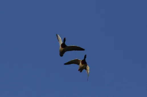 Two Ducks Flying