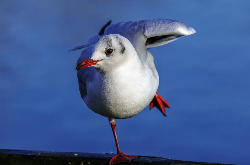 Balancing Act