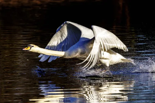 Mute Swan 8​​​​‌﻿‍﻿​‍​‍‌‍﻿﻿‌﻿​‍‌‍‍‌‌‍‌﻿‌‍‍‌‌‍﻿‍​‍​‍​﻿‍‍​‍​‍‌﻿​﻿‌‍​‌‌‍﻿‍‌‍‍‌‌﻿‌​‌﻿‍‌​‍﻿‍‌‍‍‌‌‍﻿﻿​‍​‍​‍﻿​​‍​‍‌‍‍​‌﻿​‍‌‍‌‌‌‍‌‍​‍​‍​﻿‍‍​‍​‍​‍﻿﻿‌‍​‌‌‍‌​‌‍﻿‌‌‍‍‌‌‍﻿‍​‍﻿﻿‌‍‍‌‌‍﻿‍‌﻿‌​‌‍‌‌‌‍﻿‍‌﻿‌​​‍﻿﻿‌‍‌‌‌‍‌​‌‍‍‌‌﻿‌​​‍﻿﻿‌‍﻿‌‌‍﻿﻿‌‍‌​‌‍‌‌​﻿﻿‌‌﻿​​‌﻿​‍‌‍‌‌‌﻿​﻿‌‍‌‌‌‍﻿‍‌﻿‌​‌‍​‌‌﻿‌​‌‍‍‌‌‍﻿﻿‌‍﻿‍​﻿‍﻿‌‍‍‌‌‍‌​​﻿﻿‌‌‍​﻿​﻿​﻿​﻿‍‌​﻿​‌​﻿​‍​﻿‌​‌‍‌​​﻿​‍​‍﻿‌​﻿‌‌​﻿​‌​﻿‍‌‌‍‌‍​‍﻿‌​﻿‌​​﻿‌‍​﻿​​​﻿‍‌​‍﻿‌​﻿‍‌​﻿‌﻿‌‍​﻿‌‍​‍​‍﻿‌‌‍​‍‌‍‌‌​﻿‌‌​﻿‌​​﻿‍​​﻿​‍‌‍‌‌‌‍​﻿​﻿‍‌‌‍‌‌​﻿​​​﻿‍‌​﻿‍﻿‌﻿‌​‌﻿‍‌‌﻿​​‌‍‌‌​﻿﻿‌‌‍​‍‌‍‍‌‌﻿​‍‌‍‌​‌﻿​﻿‌​‌﻿‌‍​‌‌‍﻿​‌‍﻿​‌‍‌‌‌﻿​‍‌﻿‍‌​﻿‍﻿‌﻿​​‌‍​‌‌﻿‌​‌‍‍​​﻿﻿‌‌‍‌﻿‌‍​‌‌‍﻿​‌‍﻿​‌‍‌‌‌﻿​‍‌﻿‍‌‌​‍‌‌‍﻿‌‌‍​‌‌‍‌﻿‌‍‌‌‌﻿​﻿​‍‌‌​﻿‌‌‌​​‍‌‌﻿﻿‌‍‍﻿‌‍‌‌‌﻿‍‌​‍‌‌​﻿​﻿‌​‌​​‍‌‌​﻿​﻿‌​‌​​‍‌‌​﻿​‍​﻿​‍​﻿‍​​﻿‌​​﻿‌﻿​﻿‌​​﻿​‌​﻿​‍‌‍​﻿‌‍​﻿​﻿‌‌‌‍​‌​﻿​‍‌‍​﻿​‍‌‌​﻿​‍​﻿​‍​‍‌‌​﻿‌‌‌​‌​​‍﻿‍‌‍​‌‌‍﻿​‌﻿‌​​﻿﻿﻿‌‍​‍‌‍​‌‌﻿​﻿‌‍‌‌‌‌‌‌‌﻿​‍‌‍﻿​​﻿﻿‌​‍‌‌​﻿​‍‌​‌‍‌‍​‌‌‍‌​‌‍﻿‌‌‍‍‌‌‍﻿‍​‍‌‍‌‍‍‌‌‍‌​​﻿﻿‌‌‍​﻿​﻿​﻿​﻿‍‌​﻿​‌​﻿​‍​﻿‌​‌‍‌​​﻿​‍​‍﻿‌​﻿‌‌​﻿​‌​﻿‍‌‌‍‌‍​‍﻿‌​﻿‌​​﻿‌‍​﻿​​​﻿‍‌​‍﻿‌​﻿‍‌​﻿‌﻿‌‍​﻿‌‍​‍​‍﻿‌‌‍​‍‌‍‌‌​﻿‌‌​﻿‌​​﻿‍​​﻿​‍‌‍‌‌‌‍​﻿​﻿‍‌‌‍‌‌​﻿​​​﻿‍‌​‍‌‍‌﻿‌​‌﻿‍‌‌﻿​​‌‍‌‌​﻿﻿‌‌‍​‍‌‍‍‌‌﻿​‍‌‍‌​‌﻿​﻿‌​‌﻿‌‍​‌‌‍﻿​‌‍﻿​‌‍‌‌‌﻿​‍‌﻿‍‌​‍‌‍‌﻿​​‌‍​‌‌﻿‌​‌‍‍​​﻿﻿‌‌‍‌﻿‌‍​‌‌‍﻿​‌‍﻿​‌‍‌‌‌﻿​‍‌﻿‍‌‌​‍‌‌‍﻿‌‌‍​‌‌‍‌﻿‌‍‌‌‌﻿​﻿​‍‌‌​﻿‌‌‌​​‍‌‌﻿﻿‌‍‍﻿‌‍‌‌‌﻿‍‌​‍‌‌​﻿​﻿‌​‌​​‍‌‌​﻿​﻿‌​‌​​‍‌‌​﻿​‍​﻿​‍​﻿‍​​﻿‌​​﻿‌﻿​﻿‌​​﻿​‌​﻿​‍‌‍​﻿‌‍​﻿​﻿‌‌‌‍​‌​﻿​‍‌‍​﻿​‍‌‌​﻿​‍​﻿​‍​‍‌‌​﻿‌‌‌​‌​​‍﻿‍‌‍​‌‌‍﻿​‌﻿‌​​‍‌‍‌﻿​​‌‍‌‌‌﻿​‍‌﻿​﻿‌﻿​​‌‍‌‌‌‍​﻿‌﻿‌​‌‍‍‌‌﻿‌‍‌‍‌‌​﻿﻿‌‌﻿​​‌﻿‌‌‌‍​‍‌‍﻿​‌‍‍‌‌﻿​﻿‌‍‍​‌‍‌‌‌‍‌​​‍​‍‌﻿﻿‌