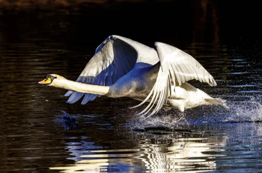 Mute Swan 8