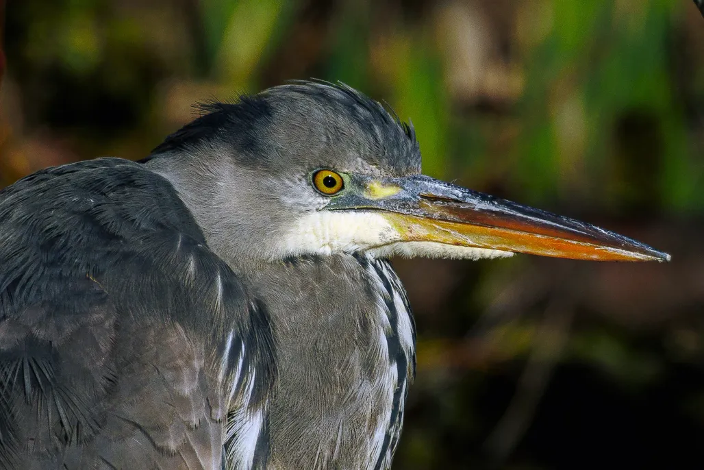 Grey Heron 4​​​​‌﻿‍﻿​‍​‍‌‍﻿﻿‌﻿​‍‌‍‍‌‌‍‌﻿‌‍‍‌‌‍﻿‍​‍​‍​﻿‍‍​‍​‍‌﻿​﻿‌‍​‌‌‍﻿‍‌‍‍‌‌﻿‌​‌﻿‍‌​‍﻿‍‌‍‍‌‌‍﻿﻿​‍​‍​‍﻿​​‍​‍‌‍‍​‌﻿​‍‌‍‌‌‌‍‌‍​‍​‍​﻿‍‍​‍​‍​‍﻿﻿‌‍​‌‌‍‌​‌‍﻿‌‌‍‍‌‌‍﻿‍​‍﻿﻿‌‍‍‌‌‍﻿‍‌﻿‌​‌‍‌‌‌‍﻿‍‌﻿‌​​‍﻿﻿‌‍‌‌‌‍‌​‌‍‍‌‌﻿‌​​‍﻿﻿‌‍﻿‌‌‍﻿﻿‌‍‌​‌‍‌‌​﻿﻿‌‌﻿​​‌﻿​‍‌‍‌‌‌﻿​﻿‌‍‌‌‌‍﻿‍‌﻿‌​‌‍​‌‌﻿‌​‌‍‍‌‌‍﻿﻿‌‍﻿‍​﻿‍﻿‌‍‍‌‌‍‌​​﻿﻿‌​﻿​​​﻿​​​﻿​​‌‍‌‍‌‍‌‌​﻿​﻿‌‍‌‍​﻿​​​‍﻿‌​﻿‌​​﻿‌‌​﻿​​​﻿‍​​‍﻿‌​﻿‌​​﻿‌‍​﻿​‌​﻿‍​​‍﻿‌‌‍​‌​﻿‌​​﻿‌﻿‌‍‌‌​‍﻿‌​﻿‌​​﻿‌‌​﻿​‍‌‍​‍​﻿‍‌​﻿​﻿​﻿​‍​﻿​‌​﻿‍​​﻿‌‌​﻿​﻿‌‍​‍​﻿‍﻿‌﻿‌​‌﻿‍‌‌﻿​​‌‍‌‌​﻿﻿‌‌‍​‍‌‍‍‌‌﻿​‍‌‍‌​‌﻿​﻿‌​‌﻿‌‍​‌‌‍﻿​‌‍﻿​‌‍‌‌‌﻿​‍‌﻿‍‌​﻿‍﻿‌﻿​​‌‍​‌‌﻿‌​‌‍‍​​﻿﻿‌‌‍‌﻿‌‍​‌‌‍﻿​‌‍﻿​‌‍‌‌‌﻿​‍‌﻿‍‌‌​‍‌‌‍﻿‌‌‍​‌‌‍‌﻿‌‍‌‌‌﻿​﻿​‍‌‌​﻿‌‌‌​​‍‌‌﻿﻿‌‍‍﻿‌‍‌‌‌﻿‍‌​‍‌‌​﻿​﻿‌​‌​​‍‌‌​﻿​﻿‌​‌​​‍‌‌​﻿​‍​﻿​‍​﻿​​‌‍​‌​﻿​‍​﻿‍​​﻿‌‌‌‍‌‌​﻿‌﻿‌‍‌‍​﻿​‌​﻿​‌​﻿‌‌​﻿‌‍​‍‌‌​﻿​‍​﻿​‍​‍‌‌​﻿‌‌‌​‌​​‍﻿‍‌‍​‌‌‍﻿​‌﻿‌​​﻿﻿﻿‌‍​‍‌‍​‌‌﻿​﻿‌‍‌‌‌‌‌‌‌﻿​‍‌‍﻿​​﻿﻿‌​‍‌‌​﻿​‍‌​‌‍‌‍​‌‌‍‌​‌‍﻿‌‌‍‍‌‌‍﻿‍​‍‌‍‌‍‍‌‌‍‌​​﻿﻿‌​﻿​​​﻿​​​﻿​​‌‍‌‍‌‍‌‌​﻿​﻿‌‍‌‍​﻿​​​‍﻿‌​﻿‌​​﻿‌‌​﻿​​​﻿‍​​‍﻿‌​﻿‌​​﻿‌‍​﻿​‌​﻿‍​​‍﻿‌‌‍​‌​﻿‌​​﻿‌﻿‌‍‌‌​‍﻿‌​﻿‌​​﻿‌‌​﻿​‍‌‍​‍​﻿‍‌​﻿​﻿​﻿​‍​﻿​‌​﻿‍​​﻿‌‌​﻿​﻿‌‍​‍​‍‌‍‌﻿‌​‌﻿‍‌‌﻿​​‌‍‌‌​﻿﻿‌‌‍​‍‌‍‍‌‌﻿​‍‌‍‌​‌﻿​﻿‌​‌﻿‌‍​‌‌‍﻿​‌‍﻿​‌‍‌‌‌﻿​‍‌﻿‍‌​‍‌‍‌﻿​​‌‍​‌‌﻿‌​‌‍‍​​﻿﻿‌‌‍‌﻿‌‍​‌‌‍﻿​‌‍﻿​‌‍‌‌‌﻿​‍‌﻿‍‌‌​‍‌‌‍﻿‌‌‍​‌‌‍‌﻿‌‍‌‌‌﻿​﻿​‍‌‌​﻿‌‌‌​​‍‌‌﻿﻿‌‍‍﻿‌‍‌‌‌﻿‍‌​‍‌‌​﻿​﻿‌​‌​​‍‌‌​﻿​﻿‌​‌​​‍‌‌​﻿​‍​﻿​‍​﻿​​‌‍​‌​﻿​‍​﻿‍​​﻿‌‌‌‍‌‌​﻿‌﻿‌‍‌‍​﻿​‌​﻿​‌​﻿‌‌​﻿‌‍​‍‌‌​﻿​‍​﻿​‍​‍‌‌​﻿‌‌‌​‌​​‍﻿‍‌‍​‌‌‍﻿​‌﻿‌​​‍‌‍‌﻿​​‌‍‌‌‌﻿​‍‌﻿​﻿‌﻿​​‌‍‌‌‌‍​﻿‌﻿‌​‌‍‍‌‌﻿‌‍‌‍‌‌​﻿﻿‌‌﻿​​‌﻿‌‌‌‍​‍‌‍﻿​‌‍‍‌‌﻿​﻿‌‍‍​‌‍‌‌‌‍‌​​‍​‍‌﻿﻿‌