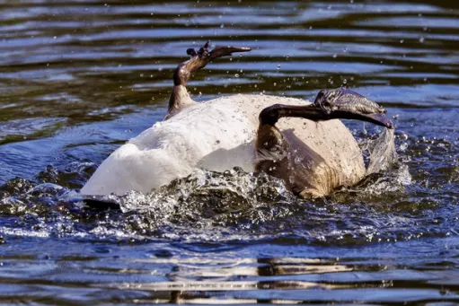 Sinking Feeling​​​​‌﻿‍﻿​‍​‍‌‍﻿﻿‌﻿​‍‌‍‍‌‌‍‌﻿‌‍‍‌‌‍﻿‍​‍​‍​﻿‍‍​‍​‍‌﻿​﻿‌‍​‌‌‍﻿‍‌‍‍‌‌﻿‌​‌﻿‍‌​‍﻿‍‌‍‍‌‌‍﻿﻿​‍​‍​‍﻿​​‍​‍‌‍‍​‌﻿​‍‌‍‌‌‌‍‌‍​‍​‍​﻿‍‍​‍​‍​‍﻿﻿‌‍​‌‌‍‌​‌‍﻿‌‌‍‍‌‌‍﻿‍​‍﻿﻿‌‍‍‌‌‍﻿‍‌﻿‌​‌‍‌‌‌‍﻿‍‌﻿‌​​‍﻿﻿‌‍‌‌‌‍‌​‌‍‍‌‌﻿‌​​‍﻿﻿‌‍﻿‌‌‍﻿﻿‌‍‌​‌‍‌‌​﻿﻿‌‌﻿​​‌﻿​‍‌‍‌‌‌﻿​﻿‌‍‌‌‌‍﻿‍‌﻿‌​‌‍​‌‌﻿‌​‌‍‍‌‌‍﻿﻿‌‍﻿‍​﻿‍﻿‌‍‍‌‌‍‌​​﻿﻿‌​﻿‌‌‌‍​‍‌‍​﻿‌‍​‍​﻿​‍​﻿‍​​﻿‌﻿‌‍​﻿​‍﻿‌‌‍‌​​﻿​‍​﻿‌​​﻿‌​​‍﻿‌​﻿‌​​﻿‌​‌‍‌‍​﻿‍‌​‍﻿‌​﻿‍​​﻿​‌‌‍‌​​﻿‌﻿​‍﻿‌​﻿‌‍‌‍​‍​﻿‌​‌‍​‌‌‍‌‍​﻿​﻿​﻿​﻿‌‍‌​​﻿​‍‌‍‌‍​﻿​‍‌‍​‍​﻿‍﻿‌﻿‌​‌﻿‍‌‌﻿​​‌‍‌‌​﻿﻿‌‌‍​‍‌‍‍‌‌﻿​‍‌‍‌​‌﻿​﻿‌​‌﻿‌‍​‌‌‍﻿​‌‍﻿​‌‍‌‌‌﻿​‍‌﻿‍‌​﻿‍﻿‌﻿​​‌‍​‌‌﻿‌​‌‍‍​​﻿﻿‌‌‍‌﻿‌‍​‌‌‍﻿​‌‍﻿​‌‍‌‌‌﻿​‍‌﻿‍‌‌​‍‌‌‍﻿‌‌‍​‌‌‍‌﻿‌‍‌‌‌﻿​﻿​‍‌‌​﻿‌‌‌​​‍‌‌﻿﻿‌‍‍﻿‌‍‌‌‌﻿‍‌​‍‌‌​﻿​﻿‌​‌​​‍‌‌​﻿​﻿‌​‌​​‍‌‌​﻿​‍​﻿​‍‌‍‌‍​﻿‌﻿​﻿‍​‌‍‌​‌‍​‌​﻿‍‌‌‍‌‌‌‍‌​​﻿‌‌​﻿‌‌‌‍‌‍‌‍‌‌​‍‌‌​﻿​‍​﻿​‍​‍‌‌​﻿‌‌‌​‌​​‍﻿‍‌‍​‌‌‍﻿​‌﻿‌​​﻿﻿﻿‌‍​‍‌‍​‌‌﻿​﻿‌‍‌‌‌‌‌‌‌﻿​‍‌‍﻿​​﻿﻿‌​‍‌‌​﻿​‍‌​‌‍‌‍​‌‌‍‌​‌‍﻿‌‌‍‍‌‌‍﻿‍​‍‌‍‌‍‍‌‌‍‌​​﻿﻿‌​﻿‌‌‌‍​‍‌‍​﻿‌‍​‍​﻿​‍​﻿‍​​﻿‌﻿‌‍​﻿​‍﻿‌‌‍‌​​﻿​‍​﻿‌​​﻿‌​​‍﻿‌​﻿‌​​﻿‌​‌‍‌‍​﻿‍‌​‍﻿‌​﻿‍​​﻿​‌‌‍‌​​﻿‌﻿​‍﻿‌​﻿‌‍‌‍​‍​﻿‌​‌‍​‌‌‍‌‍​﻿​﻿​﻿​﻿‌‍‌​​﻿​‍‌‍‌‍​﻿​‍‌‍​‍​‍‌‍‌﻿‌​‌﻿‍‌‌﻿​​‌‍‌‌​﻿﻿‌‌‍​‍‌‍‍‌‌﻿​‍‌‍‌​‌﻿​﻿‌​‌﻿‌‍​‌‌‍﻿​‌‍﻿​‌‍‌‌‌﻿​‍‌﻿‍‌​‍‌‍‌﻿​​‌‍​‌‌﻿‌​‌‍‍​​﻿﻿‌‌‍‌﻿‌‍​‌‌‍﻿​‌‍﻿​‌‍‌‌‌﻿​‍‌﻿‍‌‌​‍‌‌‍﻿‌‌‍​‌‌‍‌﻿‌‍‌‌‌﻿​﻿​‍‌‌​﻿‌‌‌​​‍‌‌﻿﻿‌‍‍﻿‌‍‌‌‌﻿‍‌​‍‌‌​﻿​﻿‌​‌​​‍‌‌​﻿​﻿‌​‌​​‍‌‌​﻿​‍​﻿​‍‌‍‌‍​﻿‌﻿​﻿‍​‌‍‌​‌‍​‌​﻿‍‌‌‍‌‌‌‍‌​​﻿‌‌​﻿‌‌‌‍‌‍‌‍‌‌​‍‌‌​﻿​‍​﻿​‍​‍‌‌​﻿‌‌‌​‌​​‍﻿‍‌‍​‌‌‍﻿​‌﻿‌​​‍‌‍‌﻿​​‌‍‌‌‌﻿​‍‌﻿​﻿‌﻿​​‌‍‌‌‌‍​﻿‌﻿‌​‌‍‍‌‌﻿‌‍‌‍‌‌​﻿﻿‌‌﻿​​‌﻿‌‌‌‍​‍‌‍﻿​‌‍‍‌‌﻿​﻿‌‍‍​‌‍‌‌‌‍‌​​‍​‍‌﻿﻿‌