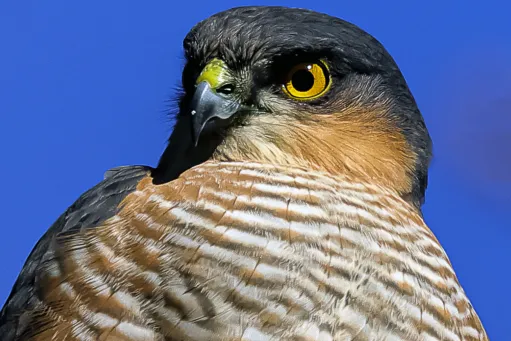 Sparrow Hawk on Patrol​​​​‌﻿‍﻿​‍​‍‌‍﻿﻿‌﻿​‍‌‍‍‌‌‍‌﻿‌‍‍‌‌‍﻿‍​‍​‍​﻿‍‍​‍​‍‌﻿​﻿‌‍​‌‌‍﻿‍‌‍‍‌‌﻿‌​‌﻿‍‌​‍﻿‍‌‍‍‌‌‍﻿﻿​‍​‍​‍﻿​​‍​‍‌‍‍​‌﻿​‍‌‍‌‌‌‍‌‍​‍​‍​﻿‍‍​‍​‍​‍﻿﻿‌‍​‌‌‍‌​‌‍﻿‌‌‍‍‌‌‍﻿‍​‍﻿﻿‌‍‍‌‌‍﻿‍‌﻿‌​‌‍‌‌‌‍﻿‍‌﻿‌​​‍﻿﻿‌‍‌‌‌‍‌​‌‍‍‌‌﻿‌​​‍﻿﻿‌‍﻿‌‌‍﻿﻿‌‍‌​‌‍‌‌​﻿﻿‌‌﻿​​‌﻿​‍‌‍‌‌‌﻿​﻿‌‍‌‌‌‍﻿‍‌﻿‌​‌‍​‌‌﻿‌​‌‍‍‌‌‍﻿﻿‌‍﻿‍​﻿‍﻿‌‍‍‌‌‍‌​​﻿﻿‌‌‍‌​​﻿​‍‌‍‌‌‌‍‌‍‌‍‌​​﻿​‍​﻿​‍​﻿​﻿​‍﻿‌​﻿‌﻿​﻿​‌‌‍​‌​﻿​‌​‍﻿‌​﻿‌​​﻿‌‌‌‍​﻿​﻿​‌​‍﻿‌‌‍​‌​﻿​‌‌‍​‌​﻿​﻿​‍﻿‌‌‍​﻿‌‍‌‍​﻿​‍​﻿​﻿‌‍​‌​﻿‌​​﻿​​‌‍‌‌​﻿‍‌‌‍‌​​﻿‌‍‌‍​‍​﻿‍﻿‌﻿‌​‌﻿‍‌‌﻿​​‌‍‌‌​﻿﻿‌‌‍​‍‌‍‍‌‌﻿​‍‌‍‌​‌﻿​﻿‌​‌﻿‌‍​‌‌‍﻿​‌‍﻿​‌‍‌‌‌﻿​‍‌﻿‍‌​﻿‍﻿‌﻿​​‌‍​‌‌﻿‌​‌‍‍​​﻿﻿‌‌‍‌﻿‌‍​‌‌‍﻿​‌‍﻿​‌‍‌‌‌﻿​‍‌﻿‍‌‌​‍‌‌‍﻿‌‌‍​‌‌‍‌﻿‌‍‌‌‌﻿​﻿​‍‌‌​﻿‌‌‌​​‍‌‌﻿﻿‌‍‍﻿‌‍‌‌‌﻿‍‌​‍‌‌​﻿​﻿‌​‌​​‍‌‌​﻿​﻿‌​‌​​‍‌‌​﻿​‍​﻿​‍‌‍‌‌​﻿​‍‌‍‌​‌‍‌‌​﻿‌﻿‌‍‌‍​﻿‌​​﻿‌﻿‌‍​‍‌‍​‍​﻿‍‌​﻿‌‌​‍‌‌​﻿​‍​﻿​‍​‍‌‌​﻿‌‌‌​‌​​‍﻿‍‌‍​‌‌‍﻿​‌﻿‌​​﻿﻿﻿‌‍​‍‌‍​‌‌﻿​﻿‌‍‌‌‌‌‌‌‌﻿​‍‌‍﻿​​﻿﻿‌​‍‌‌​﻿​‍‌​‌‍‌‍​‌‌‍‌​‌‍﻿‌‌‍‍‌‌‍﻿‍​‍‌‍‌‍‍‌‌‍‌​​﻿﻿‌‌‍‌​​﻿​‍‌‍‌‌‌‍‌‍‌‍‌​​﻿​‍​﻿​‍​﻿​﻿​‍﻿‌​﻿‌﻿​﻿​‌‌‍​‌​﻿​‌​‍﻿‌​﻿‌​​﻿‌‌‌‍​﻿​﻿​‌​‍﻿‌‌‍​‌​﻿​‌‌‍​‌​﻿​﻿​‍﻿‌‌‍​﻿‌‍‌‍​﻿​‍​﻿​﻿‌‍​‌​﻿‌​​﻿​​‌‍‌‌​﻿‍‌‌‍‌​​﻿‌‍‌‍​‍​‍‌‍‌﻿‌​‌﻿‍‌‌﻿​​‌‍‌‌​﻿﻿‌‌‍​‍‌‍‍‌‌﻿​‍‌‍‌​‌﻿​﻿‌​‌﻿‌‍​‌‌‍﻿​‌‍﻿​‌‍‌‌‌﻿​‍‌﻿‍‌​‍‌‍‌﻿​​‌‍​‌‌﻿‌​‌‍‍​​﻿﻿‌‌‍‌﻿‌‍​‌‌‍﻿​‌‍﻿​‌‍‌‌‌﻿​‍‌﻿‍‌‌​‍‌‌‍﻿‌‌‍​‌‌‍‌﻿‌‍‌‌‌﻿​﻿​‍‌‌​﻿‌‌‌​​‍‌‌﻿﻿‌‍‍﻿‌‍‌‌‌﻿‍‌​‍‌‌​﻿​﻿‌​‌​​‍‌‌​﻿​﻿‌​‌​​‍‌‌​﻿​‍​﻿​‍‌‍‌‌​﻿​‍‌‍‌​‌‍‌‌​﻿‌﻿‌‍‌‍​﻿‌​​﻿‌﻿‌‍​‍‌‍​‍​﻿‍‌​﻿‌‌​‍‌‌​﻿​‍​﻿​‍​‍‌‌​﻿‌‌‌​‌​​‍﻿‍‌‍​‌‌‍﻿​‌﻿‌​​‍‌‍‌﻿​​‌‍‌‌‌﻿​‍‌﻿​﻿‌﻿​​‌‍‌‌‌‍​﻿‌﻿‌​‌‍‍‌‌﻿‌‍‌‍‌‌​﻿﻿‌‌﻿​​‌﻿‌‌‌‍​‍‌‍﻿​‌‍‍‌‌﻿​﻿‌‍‍​‌‍‌‌‌‍‌​​‍​‍‌﻿﻿‌