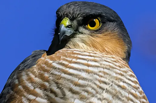 Sparrow Hawk on Patrol