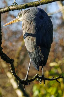 Grey Heron 3​​​​‌﻿‍﻿​‍​‍‌‍﻿﻿‌﻿​‍‌‍‍‌‌‍‌﻿‌‍‍‌‌‍﻿‍​‍​‍​﻿‍‍​‍​‍‌﻿​﻿‌‍​‌‌‍﻿‍‌‍‍‌‌﻿‌​‌﻿‍‌​‍﻿‍‌‍‍‌‌‍﻿﻿​‍​‍​‍﻿​​‍​‍‌‍‍​‌﻿​‍‌‍‌‌‌‍‌‍​‍​‍​﻿‍‍​‍​‍​‍﻿﻿‌‍​‌‌‍‌​‌‍﻿‌‌‍‍‌‌‍﻿‍​‍﻿﻿‌‍‍‌‌‍﻿‍‌﻿‌​‌‍‌‌‌‍﻿‍‌﻿‌​​‍﻿﻿‌‍‌‌‌‍‌​‌‍‍‌‌﻿‌​​‍﻿﻿‌‍﻿‌‌‍﻿﻿‌‍‌​‌‍‌‌​﻿﻿‌‌﻿​​‌﻿​‍‌‍‌‌‌﻿​﻿‌‍‌‌‌‍﻿‍‌﻿‌​‌‍​‌‌﻿‌​‌‍‍‌‌‍﻿﻿‌‍﻿‍​﻿‍﻿‌‍‍‌‌‍‌​​﻿﻿‌​﻿​​​﻿​​​﻿​​‌‍‌‍‌‍‌‌​﻿​﻿‌‍‌‍​﻿​​​‍﻿‌​﻿‌​​﻿‌‌​﻿​​​﻿‍​​‍﻿‌​﻿‌​​﻿‌‍​﻿​‌​﻿‍​​‍﻿‌‌‍​‌​﻿‌​​﻿‌﻿‌‍‌‌​‍﻿‌​﻿‌​​﻿‌‌​﻿​‍‌‍​‍​﻿‍‌​﻿​﻿​﻿​‍​﻿​‌​﻿‍​​﻿‌‌​﻿​﻿‌‍​‍​﻿‍﻿‌﻿‌​‌﻿‍‌‌﻿​​‌‍‌‌​﻿﻿‌‌‍​‍‌‍‍‌‌﻿​‍‌‍‌​‌﻿​﻿‌​‌﻿‌‍​‌‌‍﻿​‌‍﻿​‌‍‌‌‌﻿​‍‌﻿‍‌​﻿‍﻿‌﻿​​‌‍​‌‌﻿‌​‌‍‍​​﻿﻿‌‌‍‌﻿‌‍​‌‌‍﻿​‌‍﻿​‌‍‌‌‌﻿​‍‌﻿‍‌‌​‍‌‌‍﻿‌‌‍​‌‌‍‌﻿‌‍‌‌‌﻿​﻿​‍‌‌​﻿‌‌‌​​‍‌‌﻿﻿‌‍‍﻿‌‍‌‌‌﻿‍‌​‍‌‌​﻿​﻿‌​‌​​‍‌‌​﻿​﻿‌​‌​​‍‌‌​﻿​‍​﻿​‍​﻿‌‌​﻿‌﻿‌‍‌​​﻿​​​﻿​‍​﻿​‍‌‍‌‌​﻿‌‌​﻿‌﻿​﻿​​‌‍​‍​﻿​﻿​‍‌‌​﻿​‍​﻿​‍​‍‌‌​﻿‌‌‌​‌​​‍﻿‍‌‍​‌‌‍﻿​‌﻿‌​​﻿﻿﻿‌‍​‍‌‍​‌‌﻿​﻿‌‍‌‌‌‌‌‌‌﻿​‍‌‍﻿​​﻿﻿‌​‍‌‌​﻿​‍‌​‌‍‌‍​‌‌‍‌​‌‍﻿‌‌‍‍‌‌‍﻿‍​‍‌‍‌‍‍‌‌‍‌​​﻿﻿‌​﻿​​​﻿​​​﻿​​‌‍‌‍‌‍‌‌​﻿​﻿‌‍‌‍​﻿​​​‍﻿‌​﻿‌​​﻿‌‌​﻿​​​﻿‍​​‍﻿‌​﻿‌​​﻿‌‍​﻿​‌​﻿‍​​‍﻿‌‌‍​‌​﻿‌​​﻿‌﻿‌‍‌‌​‍﻿‌​﻿‌​​﻿‌‌​﻿​‍‌‍​‍​﻿‍‌​﻿​﻿​﻿​‍​﻿​‌​﻿‍​​﻿‌‌​﻿​﻿‌‍​‍​‍‌‍‌﻿‌​‌﻿‍‌‌﻿​​‌‍‌‌​﻿﻿‌‌‍​‍‌‍‍‌‌﻿​‍‌‍‌​‌﻿​﻿‌​‌﻿‌‍​‌‌‍﻿​‌‍﻿​‌‍‌‌‌﻿​‍‌﻿‍‌​‍‌‍‌﻿​​‌‍​‌‌﻿‌​‌‍‍​​﻿﻿‌‌‍‌﻿‌‍​‌‌‍﻿​‌‍﻿​‌‍‌‌‌﻿​‍‌﻿‍‌‌​‍‌‌‍﻿‌‌‍​‌‌‍‌﻿‌‍‌‌‌﻿​﻿​‍‌‌​﻿‌‌‌​​‍‌‌﻿﻿‌‍‍﻿‌‍‌‌‌﻿‍‌​‍‌‌​﻿​﻿‌​‌​​‍‌‌​﻿​﻿‌​‌​​‍‌‌​﻿​‍​﻿​‍​﻿‌‌​﻿‌﻿‌‍‌​​﻿​​​﻿​‍​﻿​‍‌‍‌‌​﻿‌‌​﻿‌﻿​﻿​​‌‍​‍​﻿​﻿​‍‌‌​﻿​‍​﻿​‍​‍‌‌​﻿‌‌‌​‌​​‍﻿‍‌‍​‌‌‍﻿​‌﻿‌​​‍‌‍‌﻿​​‌‍‌‌‌﻿​‍‌﻿​﻿‌﻿​​‌‍‌‌‌‍​﻿‌﻿‌​‌‍‍‌‌﻿‌‍‌‍‌‌​﻿﻿‌‌﻿​​‌﻿‌‌‌‍​‍‌‍﻿​‌‍‍‌‌﻿​﻿‌‍‍​‌‍‌‌‌‍‌​​‍​‍‌﻿﻿‌