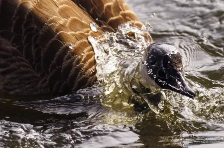 canada goose