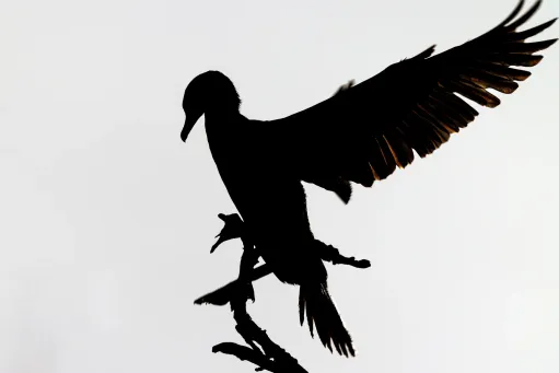 Shadowy 2​​​​‌﻿‍﻿​‍​‍‌‍﻿﻿‌﻿​‍‌‍‍‌‌‍‌﻿‌‍‍‌‌‍﻿‍​‍​‍​﻿‍‍​‍​‍‌﻿​﻿‌‍​‌‌‍﻿‍‌‍‍‌‌﻿‌​‌﻿‍‌​‍﻿‍‌‍‍‌‌‍﻿﻿​‍​‍​‍﻿​​‍​‍‌‍‍​‌﻿​‍‌‍‌‌‌‍‌‍​‍​‍​﻿‍‍​‍​‍​‍﻿﻿‌‍​‌‌‍‌​‌‍﻿‌‌‍‍‌‌‍﻿‍​‍﻿﻿‌‍‍‌‌‍﻿‍‌﻿‌​‌‍‌‌‌‍﻿‍‌﻿‌​​‍﻿﻿‌‍‌‌‌‍‌​‌‍‍‌‌﻿‌​​‍﻿﻿‌‍﻿‌‌‍﻿﻿‌‍‌​‌‍‌‌​﻿﻿‌‌﻿​​‌﻿​‍‌‍‌‌‌﻿​﻿‌‍‌‌‌‍﻿‍‌﻿‌​‌‍​‌‌﻿‌​‌‍‍‌‌‍﻿﻿‌‍﻿‍​﻿‍﻿‌‍‍‌‌‍‌​​﻿﻿‌​﻿‌﻿​﻿​‌​﻿‍‌​﻿‍​‌‍​﻿‌‍​‍‌‍​﻿​﻿‌‌​‍﻿‌​﻿‌​​﻿‌‍​﻿‌‍‌‍‌​​‍﻿‌​﻿‌​‌‍​﻿​﻿​﻿‌‍​‌​‍﻿‌​﻿‍‌​﻿‍​‌‍‌​​﻿‍​​‍﻿‌​﻿‌​‌‍​‍​﻿​‌​﻿‌‍​﻿‍​​﻿​﻿​﻿‍​‌‍‌‌​﻿‌‍‌‍‌‍​﻿‍​​﻿‍​​﻿‍﻿‌﻿‌​‌﻿‍‌‌﻿​​‌‍‌‌​﻿﻿‌‌‍​‍‌‍‍‌‌﻿​‍‌‍‌​‌﻿​﻿‌​‌﻿‌‍​‌‌‍﻿​‌‍﻿​‌‍‌‌‌﻿​‍‌﻿‍‌​﻿‍﻿‌﻿​​‌‍​‌‌﻿‌​‌‍‍​​﻿﻿‌‌‍‌﻿‌‍​‌‌‍﻿​‌‍﻿​‌‍‌‌‌﻿​‍‌﻿‍‌‌​‍‌‌‍﻿‌‌‍​‌‌‍‌﻿‌‍‌‌‌﻿​﻿​‍‌‌​﻿‌‌‌​​‍‌‌﻿﻿‌‍‍﻿‌‍‌‌‌﻿‍‌​‍‌‌​﻿​﻿‌​‌​​‍‌‌​﻿​﻿‌​‌​​‍‌‌​﻿​‍​﻿​‍‌‍​‌​﻿‍​‌‍​‌‌‍​‍‌‍‌‌‌‍‌‌‌‍​‌​﻿​‌‌‍‌‌‌‍​‌​﻿‌﻿‌‍​‌​‍‌‌​﻿​‍​﻿​‍​‍‌‌​﻿‌‌‌​‌​​‍﻿‍‌‍​‌‌‍﻿​‌﻿‌​​﻿﻿﻿‌‍​‍‌‍​‌‌﻿​﻿‌‍‌‌‌‌‌‌‌﻿​‍‌‍﻿​​﻿﻿‌​‍‌‌​﻿​‍‌​‌‍‌‍​‌‌‍‌​‌‍﻿‌‌‍‍‌‌‍﻿‍​‍‌‍‌‍‍‌‌‍‌​​﻿﻿‌​﻿‌﻿​﻿​‌​﻿‍‌​﻿‍​‌‍​﻿‌‍​‍‌‍​﻿​﻿‌‌​‍﻿‌​﻿‌​​﻿‌‍​﻿‌‍‌‍‌​​‍﻿‌​﻿‌​‌‍​﻿​﻿​﻿‌‍​‌​‍﻿‌​﻿‍‌​﻿‍​‌‍‌​​﻿‍​​‍﻿‌​﻿‌​‌‍​‍​﻿​‌​﻿‌‍​﻿‍​​﻿​﻿​﻿‍​‌‍‌‌​﻿‌‍‌‍‌‍​﻿‍​​﻿‍​​‍‌‍‌﻿‌​‌﻿‍‌‌﻿​​‌‍‌‌​﻿﻿‌‌‍​‍‌‍‍‌‌﻿​‍‌‍‌​‌﻿​﻿‌​‌﻿‌‍​‌‌‍﻿​‌‍﻿​‌‍‌‌‌﻿​‍‌﻿‍‌​‍‌‍‌﻿​​‌‍​‌‌﻿‌​‌‍‍​​﻿﻿‌‌‍‌﻿‌‍​‌‌‍﻿​‌‍﻿​‌‍‌‌‌﻿​‍‌﻿‍‌‌​‍‌‌‍﻿‌‌‍​‌‌‍‌﻿‌‍‌‌‌﻿​﻿​‍‌‌​﻿‌‌‌​​‍‌‌﻿﻿‌‍‍﻿‌‍‌‌‌﻿‍‌​‍‌‌​﻿​﻿‌​‌​​‍‌‌​﻿​﻿‌​‌​​‍‌‌​﻿​‍​﻿​‍‌‍​‌​﻿‍​‌‍​‌‌‍​‍‌‍‌‌‌‍‌‌‌‍​‌​﻿​‌‌‍‌‌‌‍​‌​﻿‌﻿‌‍​‌​‍‌‌​﻿​‍​﻿​‍​‍‌‌​﻿‌‌‌​‌​​‍﻿‍‌‍​‌‌‍﻿​‌﻿‌​​‍‌‍‌﻿​​‌‍‌‌‌﻿​‍‌﻿​﻿‌﻿​​‌‍‌‌‌‍​﻿‌﻿‌​‌‍‍‌‌﻿‌‍‌‍‌‌​﻿﻿‌‌﻿​​‌﻿‌‌‌‍​‍‌‍﻿​‌‍‍‌‌﻿​﻿‌‍‍​‌‍‌‌‌‍‌​​‍​‍‌﻿﻿‌
