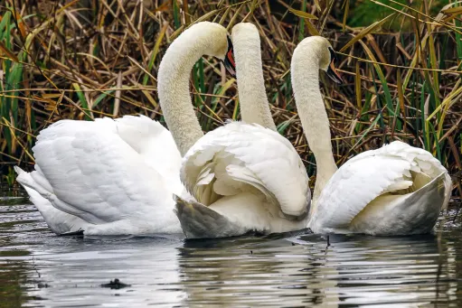 Mute Swan 5​​​​‌﻿‍﻿​‍​‍‌‍﻿﻿‌﻿​‍‌‍‍‌‌‍‌﻿‌‍‍‌‌‍﻿‍​‍​‍​﻿‍‍​‍​‍‌﻿​﻿‌‍​‌‌‍﻿‍‌‍‍‌‌﻿‌​‌﻿‍‌​‍﻿‍‌‍‍‌‌‍﻿﻿​‍​‍​‍﻿​​‍​‍‌‍‍​‌﻿​‍‌‍‌‌‌‍‌‍​‍​‍​﻿‍‍​‍​‍​‍﻿﻿‌‍​‌‌‍‌​‌‍﻿‌‌‍‍‌‌‍﻿‍​‍﻿﻿‌‍‍‌‌‍﻿‍‌﻿‌​‌‍‌‌‌‍﻿‍‌﻿‌​​‍﻿﻿‌‍‌‌‌‍‌​‌‍‍‌‌﻿‌​​‍﻿﻿‌‍﻿‌‌‍﻿﻿‌‍‌​‌‍‌‌​﻿﻿‌‌﻿​​‌﻿​‍‌‍‌‌‌﻿​﻿‌‍‌‌‌‍﻿‍‌﻿‌​‌‍​‌‌﻿‌​‌‍‍‌‌‍﻿﻿‌‍﻿‍​﻿‍﻿‌‍‍‌‌‍‌​​﻿﻿‌‌‍​﻿​﻿​﻿​﻿‍‌​﻿​‌​﻿​‍​﻿‌​‌‍‌​​﻿​‍​‍﻿‌​﻿‌‌​﻿​‌​﻿‍‌‌‍‌‍​‍﻿‌​﻿‌​​﻿‌‍​﻿​​​﻿‍‌​‍﻿‌​﻿‍‌​﻿‌﻿‌‍​﻿‌‍​‍​‍﻿‌‌‍​‍‌‍‌‌​﻿‌‌​﻿‌​​﻿‍​​﻿​‍‌‍‌‌‌‍​﻿​﻿‍‌‌‍‌‌​﻿​​​﻿‍‌​﻿‍﻿‌﻿‌​‌﻿‍‌‌﻿​​‌‍‌‌​﻿﻿‌‌‍​‍‌‍‍‌‌﻿​‍‌‍‌​‌﻿​﻿‌​‌﻿‌‍​‌‌‍﻿​‌‍﻿​‌‍‌‌‌﻿​‍‌﻿‍‌​﻿‍﻿‌﻿​​‌‍​‌‌﻿‌​‌‍‍​​﻿﻿‌‌‍‌﻿‌‍​‌‌‍﻿​‌‍﻿​‌‍‌‌‌﻿​‍‌﻿‍‌‌​‍‌‌‍﻿‌‌‍​‌‌‍‌﻿‌‍‌‌‌﻿​﻿​‍‌‌​﻿‌‌‌​​‍‌‌﻿﻿‌‍‍﻿‌‍‌‌‌﻿‍‌​‍‌‌​﻿​﻿‌​‌​​‍‌‌​﻿​﻿‌​‌​​‍‌‌​﻿​‍​﻿​‍‌‍​‌​﻿​​​﻿​​‌‍​‍​﻿​‍‌‍‌‌‌‍‌​‌‍‌‌‌‍‌‌‌‍‌‌‌‍‌‍​﻿‌‍​‍‌‌​﻿​‍​﻿​‍​‍‌‌​﻿‌‌‌​‌​​‍﻿‍‌‍​‌‌‍﻿​‌﻿‌​​﻿﻿﻿‌‍​‍‌‍​‌‌﻿​﻿‌‍‌‌‌‌‌‌‌﻿​‍‌‍﻿​​﻿﻿‌​‍‌‌​﻿​‍‌​‌‍‌‍​‌‌‍‌​‌‍﻿‌‌‍‍‌‌‍﻿‍​‍‌‍‌‍‍‌‌‍‌​​﻿﻿‌‌‍​﻿​﻿​﻿​﻿‍‌​﻿​‌​﻿​‍​﻿‌​‌‍‌​​﻿​‍​‍﻿‌​﻿‌‌​﻿​‌​﻿‍‌‌‍‌‍​‍﻿‌​﻿‌​​﻿‌‍​﻿​​​﻿‍‌​‍﻿‌​﻿‍‌​﻿‌﻿‌‍​﻿‌‍​‍​‍﻿‌‌‍​‍‌‍‌‌​﻿‌‌​﻿‌​​﻿‍​​﻿​‍‌‍‌‌‌‍​﻿​﻿‍‌‌‍‌‌​﻿​​​﻿‍‌​‍‌‍‌﻿‌​‌﻿‍‌‌﻿​​‌‍‌‌​﻿﻿‌‌‍​‍‌‍‍‌‌﻿​‍‌‍‌​‌﻿​﻿‌​‌﻿‌‍​‌‌‍﻿​‌‍﻿​‌‍‌‌‌﻿​‍‌﻿‍‌​‍‌‍‌﻿​​‌‍​‌‌﻿‌​‌‍‍​​﻿﻿‌‌‍‌﻿‌‍​‌‌‍﻿​‌‍﻿​‌‍‌‌‌﻿​‍‌﻿‍‌‌​‍‌‌‍﻿‌‌‍​‌‌‍‌﻿‌‍‌‌‌﻿​﻿​‍‌‌​﻿‌‌‌​​‍‌‌﻿﻿‌‍‍﻿‌‍‌‌‌﻿‍‌​‍‌‌​﻿​﻿‌​‌​​‍‌‌​﻿​﻿‌​‌​​‍‌‌​﻿​‍​﻿​‍‌‍​‌​﻿​​​﻿​​‌‍​‍​﻿​‍‌‍‌‌‌‍‌​‌‍‌‌‌‍‌‌‌‍‌‌‌‍‌‍​﻿‌‍​‍‌‌​﻿​‍​﻿​‍​‍‌‌​﻿‌‌‌​‌​​‍﻿‍‌‍​‌‌‍﻿​‌﻿‌​​‍‌‍‌﻿​​‌‍‌‌‌﻿​‍‌﻿​﻿‌﻿​​‌‍‌‌‌‍​﻿‌﻿‌​‌‍‍‌‌﻿‌‍‌‍‌‌​﻿﻿‌‌﻿​​‌﻿‌‌‌‍​‍‌‍﻿​‌‍‍‌‌﻿​﻿‌‍‍​‌‍‌‌‌‍‌​​‍​‍‌﻿﻿‌