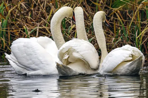 Mute Swan 5