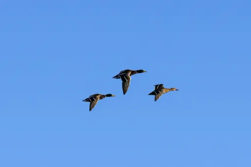 Three Ducks Flying​​​​‌﻿‍﻿​‍​‍‌‍﻿﻿‌﻿​‍‌‍‍‌‌‍‌﻿‌‍‍‌‌‍﻿‍​‍​‍​﻿‍‍​‍​‍‌﻿​﻿‌‍​‌‌‍﻿‍‌‍‍‌‌﻿‌​‌﻿‍‌​‍﻿‍‌‍‍‌‌‍﻿﻿​‍​‍​‍﻿​​‍​‍‌‍‍​‌﻿​‍‌‍‌‌‌‍‌‍​‍​‍​﻿‍‍​‍​‍​‍﻿﻿‌‍​‌‌‍‌​‌‍﻿‌‌‍‍‌‌‍﻿‍​‍﻿﻿‌‍‍‌‌‍﻿‍‌﻿‌​‌‍‌‌‌‍﻿‍‌﻿‌​​‍﻿﻿‌‍‌‌‌‍‌​‌‍‍‌‌﻿‌​​‍﻿﻿‌‍﻿‌‌‍﻿﻿‌‍‌​‌‍‌‌​﻿﻿‌‌﻿​​‌﻿​‍‌‍‌‌‌﻿​﻿‌‍‌‌‌‍﻿‍‌﻿‌​‌‍​‌‌﻿‌​‌‍‍‌‌‍﻿﻿‌‍﻿‍​﻿‍﻿‌‍‍‌‌‍‌​​﻿﻿‌​﻿​‍​﻿​﻿‌‍​‍​﻿‍‌‌‍‌‍‌‍​‍​﻿‌‍​﻿‌​​‍﻿‌‌‍‌‍‌‍‌‌‌‍‌‌‌‍‌‍​‍﻿‌​﻿‌​​﻿​‌​﻿‌​​﻿‍​​‍﻿‌‌‍​‌​﻿​​​﻿‌​​﻿‍​​‍﻿‌‌‍‌‌​﻿‍​​﻿‍​‌‍‌‌​﻿​‌‌‍‌​​﻿‍‌‌‍‌‌​﻿‌​‌‍‌‍​﻿‌﻿​﻿‍​​﻿‍﻿‌﻿‌​‌﻿‍‌‌﻿​​‌‍‌‌​﻿﻿‌‌‍​‍‌‍‍‌‌﻿​‍‌‍‌​‌﻿​﻿‌​‌﻿‌‍​‌‌‍﻿​‌‍﻿​‌‍‌‌‌﻿​‍‌﻿‍‌​﻿‍﻿‌﻿​​‌‍​‌‌﻿‌​‌‍‍​​﻿﻿‌‌‍‌﻿‌‍​‌‌‍﻿​‌‍﻿​‌‍‌‌‌﻿​‍‌﻿‍‌‌​‍‌‌‍﻿‌‌‍​‌‌‍‌﻿‌‍‌‌‌﻿​﻿​‍‌‌​﻿‌‌‌​​‍‌‌﻿﻿‌‍‍﻿‌‍‌‌‌﻿‍‌​‍‌‌​﻿​﻿‌​‌​​‍‌‌​﻿​﻿‌​‌​​‍‌‌​﻿​‍​﻿​‍​﻿‌‌‌‍‌‍‌‍​‌​﻿‌﻿​﻿‌‍‌‍‌‍‌‍‌​‌‍‌‍​﻿‌‌​﻿​​​﻿‌﻿​﻿​‍​‍‌‌​﻿​‍​﻿​‍​‍‌‌​﻿‌‌‌​‌​​‍﻿‍‌‍​‌‌‍﻿​‌﻿‌​​﻿﻿﻿‌‍​‍‌‍​‌‌﻿​﻿‌‍‌‌‌‌‌‌‌﻿​‍‌‍﻿​​﻿﻿‌​‍‌‌​﻿​‍‌​‌‍‌‍​‌‌‍‌​‌‍﻿‌‌‍‍‌‌‍﻿‍​‍‌‍‌‍‍‌‌‍‌​​﻿﻿‌​﻿​‍​﻿​﻿‌‍​‍​﻿‍‌‌‍‌‍‌‍​‍​﻿‌‍​﻿‌​​‍﻿‌‌‍‌‍‌‍‌‌‌‍‌‌‌‍‌‍​‍﻿‌​﻿‌​​﻿​‌​﻿‌​​﻿‍​​‍﻿‌‌‍​‌​﻿​​​﻿‌​​﻿‍​​‍﻿‌‌‍‌‌​﻿‍​​﻿‍​‌‍‌‌​﻿​‌‌‍‌​​﻿‍‌‌‍‌‌​﻿‌​‌‍‌‍​﻿‌﻿​﻿‍​​‍‌‍‌﻿‌​‌﻿‍‌‌﻿​​‌‍‌‌​﻿﻿‌‌‍​‍‌‍‍‌‌﻿​‍‌‍‌​‌﻿​﻿‌​‌﻿‌‍​‌‌‍﻿​‌‍﻿​‌‍‌‌‌﻿​‍‌﻿‍‌​‍‌‍‌﻿​​‌‍​‌‌﻿‌​‌‍‍​​﻿﻿‌‌‍‌﻿‌‍​‌‌‍﻿​‌‍﻿​‌‍‌‌‌﻿​‍‌﻿‍‌‌​‍‌‌‍﻿‌‌‍​‌‌‍‌﻿‌‍‌‌‌﻿​﻿​‍‌‌​﻿‌‌‌​​‍‌‌﻿﻿‌‍‍﻿‌‍‌‌‌﻿‍‌​‍‌‌​﻿​﻿‌​‌​​‍‌‌​﻿​﻿‌​‌​​‍‌‌​﻿​‍​﻿​‍​﻿‌‌‌‍‌‍‌‍​‌​﻿‌﻿​﻿‌‍‌‍‌‍‌‍‌​‌‍‌‍​﻿‌‌​﻿​​​﻿‌﻿​﻿​‍​‍‌‌​﻿​‍​﻿​‍​‍‌‌​﻿‌‌‌​‌​​‍﻿‍‌‍​‌‌‍﻿​‌﻿‌​​‍‌‍‌﻿​​‌‍‌‌‌﻿​‍‌﻿​﻿‌﻿​​‌‍‌‌‌‍​﻿‌﻿‌​‌‍‍‌‌﻿‌‍‌‍‌‌​﻿﻿‌‌﻿​​‌﻿‌‌‌‍​‍‌‍﻿​‌‍‍‌‌﻿​﻿‌‍‍​‌‍‌‌‌‍‌​​‍​‍‌﻿﻿‌