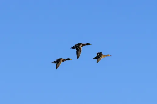 Three Ducks Flying