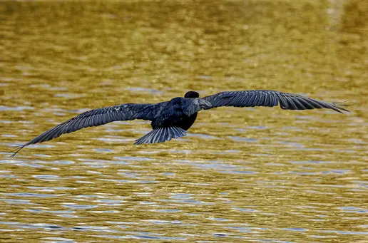 Low Flying
