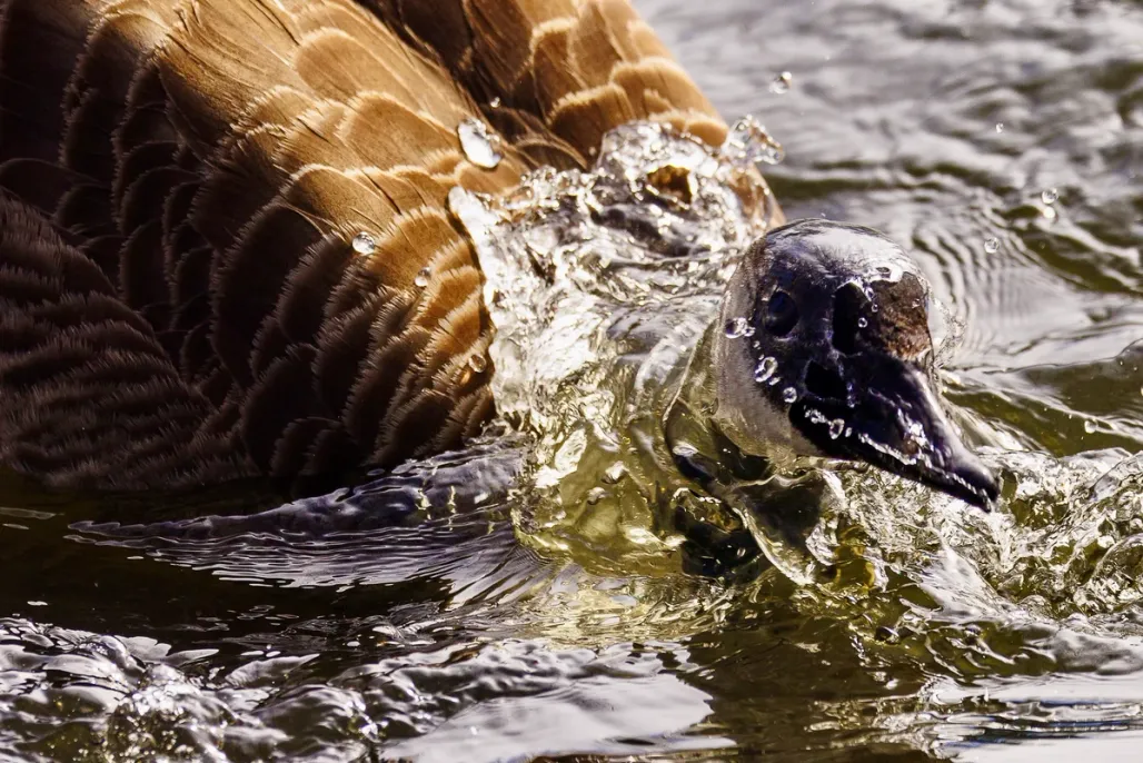 Splish Splash​​​​‌﻿‍﻿​‍​‍‌‍﻿﻿‌﻿​‍‌‍‍‌‌‍‌﻿‌‍‍‌‌‍﻿‍​‍​‍​﻿‍‍​‍​‍‌﻿​﻿‌‍​‌‌‍﻿‍‌‍‍‌‌﻿‌​‌﻿‍‌​‍﻿‍‌‍‍‌‌‍﻿﻿​‍​‍​‍﻿​​‍​‍‌‍‍​‌﻿​‍‌‍‌‌‌‍‌‍​‍​‍​﻿‍‍​‍​‍​‍﻿﻿‌‍​‌‌‍‌​‌‍﻿‌‌‍‍‌‌‍﻿‍​‍﻿﻿‌‍‍‌‌‍﻿‍‌﻿‌​‌‍‌‌‌‍﻿‍‌﻿‌​​‍﻿﻿‌‍‌‌‌‍‌​‌‍‍‌‌﻿‌​​‍﻿﻿‌‍﻿‌‌‍﻿﻿‌‍‌​‌‍‌‌​﻿﻿‌‌﻿​​‌﻿​‍‌‍‌‌‌﻿​﻿‌‍‌‌‌‍﻿‍‌﻿‌​‌‍​‌‌﻿‌​‌‍‍‌‌‍﻿﻿‌‍﻿‍​﻿‍﻿‌‍‍‌‌‍‌​​﻿﻿‌​﻿‌‌‌‍​‍‌‍​﻿‌‍​‍​﻿​‍​﻿‍​​﻿‌﻿‌‍​﻿​‍﻿‌‌‍‌​​﻿​‍​﻿‌​​﻿‌​​‍﻿‌​﻿‌​​﻿‌​‌‍‌‍​﻿‍‌​‍﻿‌​﻿‍​​﻿​‌‌‍‌​​﻿‌﻿​‍﻿‌​﻿‌‍‌‍​‍​﻿‌​‌‍​‌‌‍‌‍​﻿​﻿​﻿​﻿‌‍‌​​﻿​‍‌‍‌‍​﻿​‍‌‍​‍​﻿‍﻿‌﻿‌​‌﻿‍‌‌﻿​​‌‍‌‌​﻿﻿‌‌‍​‍‌‍‍‌‌﻿​‍‌‍‌​‌﻿​﻿‌​‌﻿‌‍​‌‌‍﻿​‌‍﻿​‌‍‌‌‌﻿​‍‌﻿‍‌​﻿‍﻿‌﻿​​‌‍​‌‌﻿‌​‌‍‍​​﻿﻿‌‌‍‌﻿‌‍​‌‌‍﻿​‌‍﻿​‌‍‌‌‌﻿​‍‌﻿‍‌‌​‍‌‌‍﻿‌‌‍​‌‌‍‌﻿‌‍‌‌‌﻿​﻿​‍‌‌​﻿‌‌‌​​‍‌‌﻿﻿‌‍‍﻿‌‍‌‌‌﻿‍‌​‍‌‌​﻿​﻿‌​‌​​‍‌‌​﻿​﻿‌​‌​​‍‌‌​﻿​‍​﻿​‍​﻿‍‌​﻿‌﻿‌‍‌​​﻿​﻿‌‍‌​​﻿​﻿‌‍​‌​﻿​﻿​﻿‍​​﻿‍‌​﻿​‌​﻿​‍​‍‌‌​﻿​‍​﻿​‍​‍‌‌​﻿‌‌‌​‌​​‍﻿‍‌‍​‌‌‍﻿​‌﻿‌​​﻿﻿﻿‌‍​‍‌‍​‌‌﻿​﻿‌‍‌‌‌‌‌‌‌﻿​‍‌‍﻿​​﻿﻿‌​‍‌‌​﻿​‍‌​‌‍‌‍​‌‌‍‌​‌‍﻿‌‌‍‍‌‌‍﻿‍​‍‌‍‌‍‍‌‌‍‌​​﻿﻿‌​﻿‌‌‌‍​‍‌‍​﻿‌‍​‍​﻿​‍​﻿‍​​﻿‌﻿‌‍​﻿​‍﻿‌‌‍‌​​﻿​‍​﻿‌​​﻿‌​​‍﻿‌​﻿‌​​﻿‌​‌‍‌‍​﻿‍‌​‍﻿‌​﻿‍​​﻿​‌‌‍‌​​﻿‌﻿​‍﻿‌​﻿‌‍‌‍​‍​﻿‌​‌‍​‌‌‍‌‍​﻿​﻿​﻿​﻿‌‍‌​​﻿​‍‌‍‌‍​﻿​‍‌‍​‍​‍‌‍‌﻿‌​‌﻿‍‌‌﻿​​‌‍‌‌​﻿﻿‌‌‍​‍‌‍‍‌‌﻿​‍‌‍‌​‌﻿​﻿‌​‌﻿‌‍​‌‌‍﻿​‌‍﻿​‌‍‌‌‌﻿​‍‌﻿‍‌​‍‌‍‌﻿​​‌‍​‌‌﻿‌​‌‍‍​​﻿﻿‌‌‍‌﻿‌‍​‌‌‍﻿​‌‍﻿​‌‍‌‌‌﻿​‍‌﻿‍‌‌​‍‌‌‍﻿‌‌‍​‌‌‍‌﻿‌‍‌‌‌﻿​﻿​‍‌‌​﻿‌‌‌​​‍‌‌﻿﻿‌‍‍﻿‌‍‌‌‌﻿‍‌​‍‌‌​﻿​﻿‌​‌​​‍‌‌​﻿​﻿‌​‌​​‍‌‌​﻿​‍​﻿​‍​﻿‍‌​﻿‌﻿‌‍‌​​﻿​﻿‌‍‌​​﻿​﻿‌‍​‌​﻿​﻿​﻿‍​​﻿‍‌​﻿​‌​﻿​‍​‍‌‌​﻿​‍​﻿​‍​‍‌‌​﻿‌‌‌​‌​​‍﻿‍‌‍​‌‌‍﻿​‌﻿‌​​‍‌‍‌﻿​​‌‍‌‌‌﻿​‍‌﻿​﻿‌﻿​​‌‍‌‌‌‍​﻿‌﻿‌​‌‍‍‌‌﻿‌‍‌‍‌‌​﻿﻿‌‌﻿​​‌﻿‌‌‌‍​‍‌‍﻿​‌‍‍‌‌﻿​﻿‌‍‍​‌‍‌‌‌‍‌​​‍​‍‌﻿﻿‌