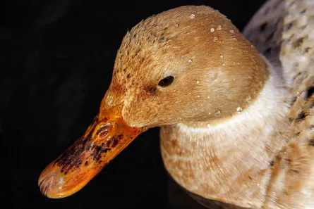 duck​​​​‌﻿‍﻿​‍​‍‌‍﻿﻿‌﻿​‍‌‍‍‌‌‍‌﻿‌‍‍‌‌‍﻿‍​‍​‍​﻿‍‍​‍​‍‌﻿​﻿‌‍​‌‌‍﻿‍‌‍‍‌‌﻿‌​‌﻿‍‌​‍﻿‍‌‍‍‌‌‍﻿﻿​‍​‍​‍﻿​​‍​‍‌‍‍​‌﻿​‍‌‍‌‌‌‍‌‍​‍​‍​﻿‍‍​‍​‍​‍﻿﻿‌‍​‌‌‍‌​‌‍﻿‌‌‍‍‌‌‍﻿‍​‍﻿﻿‌‍‍‌‌‍﻿‍‌﻿‌​‌‍‌‌‌‍﻿‍‌﻿‌​​‍﻿﻿‌‍‌‌‌‍‌​‌‍‍‌‌﻿‌​​‍﻿﻿‌‍﻿‌‌‍﻿﻿‌‍‌​‌‍‌‌​﻿﻿‌‌﻿​​‌﻿​‍‌‍‌‌‌﻿​﻿‌‍‌‌‌‍﻿‍‌﻿‌​‌‍​‌‌﻿‌​‌‍‍‌‌‍﻿﻿‌‍﻿‍​﻿‍﻿‌‍‍‌‌‍‌​​﻿﻿‌​﻿​‍​﻿​﻿‌‍​‍​﻿‍‌‌‍‌‍‌‍​‍​﻿‌‍​﻿‌​​‍﻿‌‌‍‌‍‌‍‌‌‌‍‌‌‌‍‌‍​‍﻿‌​﻿‌​​﻿​‌​﻿‌​​﻿‍​​‍﻿‌‌‍​‌​﻿​​​﻿‌​​﻿‍​​‍﻿‌‌‍‌‌​﻿‍​​﻿‍​‌‍‌‌​﻿​‌‌‍‌​​﻿‍‌‌‍‌‌​﻿‌​‌‍‌‍​﻿‌﻿​﻿‍​​﻿‍﻿‌﻿‌​‌﻿‍‌‌﻿​​‌‍‌‌​﻿﻿‌‌‍​‍‌‍‍‌‌﻿​‍‌‍‌​‌﻿​﻿‌​‌﻿‌‍​‌‌‍﻿​‌‍﻿​‌‍‌‌‌﻿​‍‌﻿‍‌​﻿‍﻿‌﻿​​‌‍​‌‌﻿‌​‌‍‍​​﻿﻿‌‌‍﻿‌‌‍​‌‌‍‍‌‌‍﻿‍‌​‍‌‌‍﻿‌‌‍​‌‌‍‌﻿‌‍‌‌​‍﻿‍‌‍​‌‌‍﻿​‌﻿‌​​﻿﻿﻿‌‍​‍‌‍​‌‌﻿​﻿‌‍‌‌‌‌‌‌‌﻿​‍‌‍﻿​​﻿﻿‌​‍‌‌​﻿​‍‌​‌‍‌‍​‌‌‍‌​‌‍﻿‌‌‍‍‌‌‍﻿‍​‍‌‍‌‍‍‌‌‍‌​​﻿﻿‌​﻿​‍​﻿​﻿‌‍​‍​﻿‍‌‌‍‌‍‌‍​‍​﻿‌‍​﻿‌​​‍﻿‌‌‍‌‍‌‍‌‌‌‍‌‌‌‍‌‍​‍﻿‌​﻿‌​​﻿​‌​﻿‌​​﻿‍​​‍﻿‌‌‍​‌​﻿​​​﻿‌​​﻿‍​​‍﻿‌‌‍‌‌​﻿‍​​﻿‍​‌‍‌‌​﻿​‌‌‍‌​​﻿‍‌‌‍‌‌​﻿‌​‌‍‌‍​﻿‌﻿​﻿‍​​‍‌‍‌﻿‌​‌﻿‍‌‌﻿​​‌‍‌‌​﻿﻿‌‌‍​‍‌‍‍‌‌﻿​‍‌‍‌​‌﻿​﻿‌​‌﻿‌‍​‌‌‍﻿​‌‍﻿​‌‍‌‌‌﻿​‍‌﻿‍‌​‍‌‍‌﻿​​‌‍​‌‌﻿‌​‌‍‍​​﻿﻿‌‌‍﻿‌‌‍​‌‌‍‍‌‌‍﻿‍‌​‍‌‌‍﻿‌‌‍​‌‌‍‌﻿‌‍‌‌​‍﻿‍‌‍​‌‌‍﻿​‌﻿‌​​‍‌‍‌﻿​​‌‍‌‌‌﻿​‍‌﻿​﻿‌﻿​​‌‍‌‌‌‍​﻿‌﻿‌​‌‍‍‌‌﻿‌‍‌‍‌‌​﻿﻿‌‌﻿​​‌﻿‌‌‌‍​‍‌‍﻿​‌‍‍‌‌﻿​﻿‌‍‍​‌‍‌‌‌‍‌​​‍​‍‌﻿﻿‌