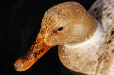 duck