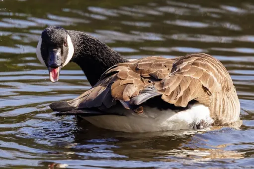 Hey, You Lookin' at Me?​​​​‌﻿‍﻿​‍​‍‌‍﻿﻿‌﻿​‍‌‍‍‌‌‍‌﻿‌‍‍‌‌‍﻿‍​‍​‍​﻿‍‍​‍​‍‌﻿​﻿‌‍​‌‌‍﻿‍‌‍‍‌‌﻿‌​‌﻿‍‌​‍﻿‍‌‍‍‌‌‍﻿﻿​‍​‍​‍﻿​​‍​‍‌‍‍​‌﻿​‍‌‍‌‌‌‍‌‍​‍​‍​﻿‍‍​‍​‍​‍﻿﻿‌‍​‌‌‍‌​‌‍﻿‌‌‍‍‌‌‍﻿‍​‍﻿﻿‌‍‍‌‌‍﻿‍‌﻿‌​‌‍‌‌‌‍﻿‍‌﻿‌​​‍﻿﻿‌‍‌‌‌‍‌​‌‍‍‌‌﻿‌​​‍﻿﻿‌‍﻿‌‌‍﻿﻿‌‍‌​‌‍‌‌​﻿﻿‌‌﻿​​‌﻿​‍‌‍‌‌‌﻿​﻿‌‍‌‌‌‍﻿‍‌﻿‌​‌‍​‌‌﻿‌​‌‍‍‌‌‍﻿﻿‌‍﻿‍​﻿‍﻿‌‍‍‌‌‍‌​​﻿﻿‌​﻿‌‌‌‍​‍‌‍​﻿‌‍​‍​﻿​‍​﻿‍​​﻿‌﻿‌‍​﻿​‍﻿‌‌‍‌​​﻿​‍​﻿‌​​﻿‌​​‍﻿‌​﻿‌​​﻿‌​‌‍‌‍​﻿‍‌​‍﻿‌​﻿‍​​﻿​‌‌‍‌​​﻿‌﻿​‍﻿‌​﻿‌‍‌‍​‍​﻿‌​‌‍​‌‌‍‌‍​﻿​﻿​﻿​﻿‌‍‌​​﻿​‍‌‍‌‍​﻿​‍‌‍​‍​﻿‍﻿‌﻿‌​‌﻿‍‌‌﻿​​‌‍‌‌​﻿﻿‌‌‍​‍‌‍‍‌‌﻿​‍‌‍‌​‌﻿​﻿‌​‌﻿‌‍​‌‌‍﻿​‌‍﻿​‌‍‌‌‌﻿​‍‌﻿‍‌​﻿‍﻿‌﻿​​‌‍​‌‌﻿‌​‌‍‍​​﻿﻿‌‌‍‌﻿‌‍​‌‌‍﻿​‌‍﻿​‌‍‌‌‌﻿​‍‌﻿‍‌‌​‍‌‌‍﻿‌‌‍​‌‌‍‌﻿‌‍‌‌‌﻿​﻿​‍‌‌​﻿‌‌‌​​‍‌‌﻿﻿‌‍‍﻿‌‍‌‌‌﻿‍‌​‍‌‌​﻿​﻿‌​‌​​‍‌‌​﻿​﻿‌​‌​​‍‌‌​﻿​‍​﻿​‍‌‍​‍​﻿​‌‌‍‌​‌‍​﻿​﻿​﻿‌‍‌‌‌‍‌​​﻿‍​​﻿​​‌‍‌​‌‍‌‌‌‍​﻿​‍‌‌​﻿​‍​﻿​‍​‍‌‌​﻿‌‌‌​‌​​‍﻿‍‌‍​‌‌‍﻿​‌﻿‌​​﻿﻿﻿‌‍​‍‌‍​‌‌﻿​﻿‌‍‌‌‌‌‌‌‌﻿​‍‌‍﻿​​﻿﻿‌​‍‌‌​﻿​‍‌​‌‍‌‍​‌‌‍‌​‌‍﻿‌‌‍‍‌‌‍﻿‍​‍‌‍‌‍‍‌‌‍‌​​﻿﻿‌​﻿‌‌‌‍​‍‌‍​﻿‌‍​‍​﻿​‍​﻿‍​​﻿‌﻿‌‍​﻿​‍﻿‌‌‍‌​​﻿​‍​﻿‌​​﻿‌​​‍﻿‌​﻿‌​​﻿‌​‌‍‌‍​﻿‍‌​‍﻿‌​﻿‍​​﻿​‌‌‍‌​​﻿‌﻿​‍﻿‌​﻿‌‍‌‍​‍​﻿‌​‌‍​‌‌‍‌‍​﻿​﻿​﻿​﻿‌‍‌​​﻿​‍‌‍‌‍​﻿​‍‌‍​‍​‍‌‍‌﻿‌​‌﻿‍‌‌﻿​​‌‍‌‌​﻿﻿‌‌‍​‍‌‍‍‌‌﻿​‍‌‍‌​‌﻿​﻿‌​‌﻿‌‍​‌‌‍﻿​‌‍﻿​‌‍‌‌‌﻿​‍‌﻿‍‌​‍‌‍‌﻿​​‌‍​‌‌﻿‌​‌‍‍​​﻿﻿‌‌‍‌﻿‌‍​‌‌‍﻿​‌‍﻿​‌‍‌‌‌﻿​‍‌﻿‍‌‌​‍‌‌‍﻿‌‌‍​‌‌‍‌﻿‌‍‌‌‌﻿​﻿​‍‌‌​﻿‌‌‌​​‍‌‌﻿﻿‌‍‍﻿‌‍‌‌‌﻿‍‌​‍‌‌​﻿​﻿‌​‌​​‍‌‌​﻿​﻿‌​‌​​‍‌‌​﻿​‍​﻿​‍‌‍​‍​﻿​‌‌‍‌​‌‍​﻿​﻿​﻿‌‍‌‌‌‍‌​​﻿‍​​﻿​​‌‍‌​‌‍‌‌‌‍​﻿​‍‌‌​﻿​‍​﻿​‍​‍‌‌​﻿‌‌‌​‌​​‍﻿‍‌‍​‌‌‍﻿​‌﻿‌​​‍‌‍‌﻿​​‌‍‌‌‌﻿​‍‌﻿​﻿‌﻿​​‌‍‌‌‌‍​﻿‌﻿‌​‌‍‍‌‌﻿‌‍‌‍‌‌​﻿﻿‌‌﻿​​‌﻿‌‌‌‍​‍‌‍﻿​‌‍‍‌‌﻿​﻿‌‍‍​‌‍‌‌‌‍‌​​‍​‍‌﻿﻿‌