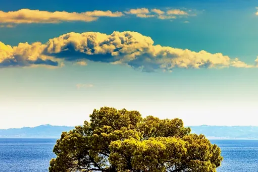 Scots Pine - Nikiti, Sithonia, Halkidiki, Greece​​​​‌﻿‍﻿​‍​‍‌‍﻿﻿‌﻿​‍‌‍‍‌‌‍‌﻿‌‍‍‌‌‍﻿‍​‍​‍​﻿‍‍​‍​‍‌﻿​﻿‌‍​‌‌‍﻿‍‌‍‍‌‌﻿‌​‌﻿‍‌​‍﻿‍‌‍‍‌‌‍﻿﻿​‍​‍​‍﻿​​‍​‍‌‍‍​‌﻿​‍‌‍‌‌‌‍‌‍​‍​‍​﻿‍‍​‍​‍​‍﻿﻿‌‍​‌‌‍‌​‌‍﻿‌‌‍‍‌‌‍﻿‍​‍﻿﻿‌‍‍‌‌‍﻿‍‌﻿‌​‌‍‌‌‌‍﻿‍‌﻿‌​​‍﻿﻿‌‍‌‌‌‍‌​‌‍‍‌‌﻿‌​​‍﻿﻿‌‍﻿‌‌‍﻿﻿‌‍‌​‌‍‌‌​﻿﻿‌‌﻿​​‌﻿​‍‌‍‌‌‌﻿​﻿‌‍‌‌‌‍﻿‍‌﻿‌​‌‍​‌‌﻿‌​‌‍‍‌‌‍﻿﻿‌‍﻿‍​﻿‍﻿‌‍‍‌‌‍‌​​﻿﻿‌​﻿‌﻿‌‍​‌​﻿‌‌​﻿‌​‌‍​﻿‌‍​‍​﻿​﻿​﻿‌‌​‍﻿‌​﻿​‍‌‍​‍​﻿‌‌​﻿​‍​‍﻿‌​﻿‌​​﻿​‍​﻿​​​﻿‌‍​‍﻿‌​﻿‍​‌‍‌‌​﻿‌‌​﻿​​​‍﻿‌‌‍‌​​﻿​﻿​﻿‌﻿‌‍​‍​﻿‍​‌‍​‌​﻿‍​​﻿‌‌​﻿​​‌‍​‍‌‍​‌‌‍​‌​﻿‍﻿‌﻿‌​‌﻿‍‌‌﻿​​‌‍‌‌​﻿﻿‌‌‍‌﻿‌‍​‌‌‍﻿​‌‍﻿​‌‍‌‌‌﻿​‍‌﻿‍‌​﻿‍﻿‌﻿​​‌‍​‌‌﻿‌​‌‍‍​​﻿﻿‌‌‍‌﻿‌‍​‌‌‍﻿​‌‍﻿​‌‍‌‌‌﻿​‍‌﻿‍‌‌​‍‌‌‍﻿‌‌‍​‌‌‍‌﻿‌‍‌‌‌﻿​﻿​‍‌‌​﻿‌‌‌​​‍‌‌﻿﻿‌‍‍﻿‌‍‌‌‌﻿‍‌​‍‌‌​﻿​﻿‌​‌​​‍‌‌​﻿​﻿‌​‌​​‍‌‌​﻿​‍​﻿​‍‌‍‌​​﻿​﻿​﻿‍​‌‍‌​​﻿​‌​﻿​﻿​﻿​​‌‍‌‍​﻿‌​‌‍‌​​﻿‌‌​﻿​‍​‍‌‌​﻿​‍​﻿​‍​‍‌‌​﻿‌‌‌​‌​​‍﻿‍‌‍​‌‌‍﻿​‌﻿‌​​﻿﻿﻿‌‍​‍‌‍​‌‌﻿​﻿‌‍‌‌‌‌‌‌‌﻿​‍‌‍﻿​​﻿﻿‌​‍‌‌​﻿​‍‌​‌‍‌‍​‌‌‍‌​‌‍﻿‌‌‍‍‌‌‍﻿‍​‍‌‍‌‍‍‌‌‍‌​​﻿﻿‌​﻿‌﻿‌‍​‌​﻿‌‌​﻿‌​‌‍​﻿‌‍​‍​﻿​﻿​﻿‌‌​‍﻿‌​﻿​‍‌‍​‍​﻿‌‌​﻿​‍​‍﻿‌​﻿‌​​﻿​‍​﻿​​​﻿‌‍​‍﻿‌​﻿‍​‌‍‌‌​﻿‌‌​﻿​​​‍﻿‌‌‍‌​​﻿​﻿​﻿‌﻿‌‍​‍​﻿‍​‌‍​‌​﻿‍​​﻿‌‌​﻿​​‌‍​‍‌‍​‌‌‍​‌​‍‌‍‌﻿‌​‌﻿‍‌‌﻿​​‌‍‌‌​﻿﻿‌‌‍‌﻿‌‍​‌‌‍﻿​‌‍﻿​‌‍‌‌‌﻿​‍‌﻿‍‌​‍‌‍‌﻿​​‌‍​‌‌﻿‌​‌‍‍​​﻿﻿‌‌‍‌﻿‌‍​‌‌‍﻿​‌‍﻿​‌‍‌‌‌﻿​‍‌﻿‍‌‌​‍‌‌‍﻿‌‌‍​‌‌‍‌﻿‌‍‌‌‌﻿​﻿​‍‌‌​﻿‌‌‌​​‍‌‌﻿﻿‌‍‍﻿‌‍‌‌‌﻿‍‌​‍‌‌​﻿​﻿‌​‌​​‍‌‌​﻿​﻿‌​‌​​‍‌‌​﻿​‍​﻿​‍‌‍‌​​﻿​﻿​﻿‍​‌‍‌​​﻿​‌​﻿​﻿​﻿​​‌‍‌‍​﻿‌​‌‍‌​​﻿‌‌​﻿​‍​‍‌‌​﻿​‍​﻿​‍​‍‌‌​﻿‌‌‌​‌​​‍﻿‍‌‍​‌‌‍﻿​‌﻿‌​​‍‌‍‌﻿​​‌‍‌‌‌﻿​‍‌﻿​﻿‌﻿​​‌‍‌‌‌‍​﻿‌﻿‌​‌‍‍‌‌﻿‌‍‌‍‌‌​﻿﻿‌‌﻿​​‌﻿‌‌‌‍​‍‌‍﻿​‌‍‍‌‌﻿​﻿‌‍‍​‌‍‌‌‌‍‌​​‍​‍‌﻿﻿‌