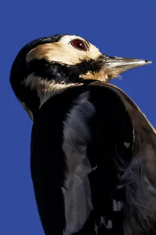 Great Spotted Woodpecker​​​​‌﻿‍﻿​‍​‍‌‍﻿﻿‌﻿​‍‌‍‍‌‌‍‌﻿‌‍‍‌‌‍﻿‍​‍​‍​﻿‍‍​‍​‍‌﻿​﻿‌‍​‌‌‍﻿‍‌‍‍‌‌﻿‌​‌﻿‍‌​‍﻿‍‌‍‍‌‌‍﻿﻿​‍​‍​‍﻿​​‍​‍‌‍‍​‌﻿​‍‌‍‌‌‌‍‌‍​‍​‍​﻿‍‍​‍​‍​‍﻿﻿‌‍​‌‌‍‌​‌‍﻿‌‌‍‍‌‌‍﻿‍​‍﻿﻿‌‍‍‌‌‍﻿‍‌﻿‌​‌‍‌‌‌‍﻿‍‌﻿‌​​‍﻿﻿‌‍‌‌‌‍‌​‌‍‍‌‌﻿‌​​‍﻿﻿‌‍﻿‌‌‍﻿﻿‌‍‌​‌‍‌‌​﻿﻿‌‌﻿​​‌﻿​‍‌‍‌‌‌﻿​﻿‌‍‌‌‌‍﻿‍‌﻿‌​‌‍​‌‌﻿‌​‌‍‍‌‌‍﻿﻿‌‍﻿‍​﻿‍﻿‌‍‍‌‌‍‌​​﻿﻿‌‌‍‌​​﻿​‍‌‍‌‌‌‍‌‍‌‍‌​​﻿​‍​﻿​‍​﻿​﻿​‍﻿‌​﻿‌﻿​﻿​‌‌‍​‌​﻿​‌​‍﻿‌​﻿‌​​﻿‌‌‌‍​﻿​﻿​‌​‍﻿‌‌‍​‌​﻿​‌‌‍​‌​﻿​﻿​‍﻿‌‌‍​﻿‌‍‌‍​﻿​‍​﻿​﻿‌‍​‌​﻿‌​​﻿​​‌‍‌‌​﻿‍‌‌‍‌​​﻿‌‍‌‍​‍​﻿‍﻿‌﻿‌​‌﻿‍‌‌﻿​​‌‍‌‌​﻿﻿‌‌‍​‍‌‍‍‌‌﻿​‍‌‍‌​‌﻿​﻿‌​‌﻿‌‍​‌‌‍﻿​‌‍﻿​‌‍‌‌‌﻿​‍‌﻿‍‌​﻿‍﻿‌﻿​​‌‍​‌‌﻿‌​‌‍‍​​﻿﻿‌‌‍‌﻿‌‍​‌‌‍﻿​‌‍﻿​‌‍‌‌‌﻿​‍‌﻿‍‌‌​‍‌‌‍﻿‌‌‍​‌‌‍‌﻿‌‍‌‌‌﻿​﻿​‍‌‌​﻿‌‌‌​​‍‌‌﻿﻿‌‍‍﻿‌‍‌‌‌﻿‍‌​‍‌‌​﻿​﻿‌​‌​​‍‌‌​﻿​﻿‌​‌​​‍‌‌​﻿​‍​﻿​‍​﻿​​​﻿​‍‌‍​‌‌‍‌‍‌‍​‍​﻿‌​‌‍​‍‌‍​‍​﻿​​‌‍‌​​﻿‍‌​﻿​​​‍‌‌​﻿​‍​﻿​‍​‍‌‌​﻿‌‌‌​‌​​‍﻿‍‌‍​‌‌‍﻿​‌﻿‌​​﻿﻿﻿‌‍​‍‌‍​‌‌﻿​﻿‌‍‌‌‌‌‌‌‌﻿​‍‌‍﻿​​﻿﻿‌​‍‌‌​﻿​‍‌​‌‍‌‍​‌‌‍‌​‌‍﻿‌‌‍‍‌‌‍﻿‍​‍‌‍‌‍‍‌‌‍‌​​﻿﻿‌‌‍‌​​﻿​‍‌‍‌‌‌‍‌‍‌‍‌​​﻿​‍​﻿​‍​﻿​﻿​‍﻿‌​﻿‌﻿​﻿​‌‌‍​‌​﻿​‌​‍﻿‌​﻿‌​​﻿‌‌‌‍​﻿​﻿​‌​‍﻿‌‌‍​‌​﻿​‌‌‍​‌​﻿​﻿​‍﻿‌‌‍​﻿‌‍‌‍​﻿​‍​﻿​﻿‌‍​‌​﻿‌​​﻿​​‌‍‌‌​﻿‍‌‌‍‌​​﻿‌‍‌‍​‍​‍‌‍‌﻿‌​‌﻿‍‌‌﻿​​‌‍‌‌​﻿﻿‌‌‍​‍‌‍‍‌‌﻿​‍‌‍‌​‌﻿​﻿‌​‌﻿‌‍​‌‌‍﻿​‌‍﻿​‌‍‌‌‌﻿​‍‌﻿‍‌​‍‌‍‌﻿​​‌‍​‌‌﻿‌​‌‍‍​​﻿﻿‌‌‍‌﻿‌‍​‌‌‍﻿​‌‍﻿​‌‍‌‌‌﻿​‍‌﻿‍‌‌​‍‌‌‍﻿‌‌‍​‌‌‍‌﻿‌‍‌‌‌﻿​﻿​‍‌‌​﻿‌‌‌​​‍‌‌﻿﻿‌‍‍﻿‌‍‌‌‌﻿‍‌​‍‌‌​﻿​﻿‌​‌​​‍‌‌​﻿​﻿‌​‌​​‍‌‌​﻿​‍​﻿​‍​﻿​​​﻿​‍‌‍​‌‌‍‌‍‌‍​‍​﻿‌​‌‍​‍‌‍​‍​﻿​​‌‍‌​​﻿‍‌​﻿​​​‍‌‌​﻿​‍​﻿​‍​‍‌‌​﻿‌‌‌​‌​​‍﻿‍‌‍​‌‌‍﻿​‌﻿‌​​‍‌‍‌﻿​​‌‍‌‌‌﻿​‍‌﻿​﻿‌﻿​​‌‍‌‌‌‍​﻿‌﻿‌​‌‍‍‌‌﻿‌‍‌‍‌‌​﻿﻿‌‌﻿​​‌﻿‌‌‌‍​‍‌‍﻿​‌‍‍‌‌﻿​﻿‌‍‍​‌‍‌‌‌‍‌​​‍​‍‌﻿﻿‌