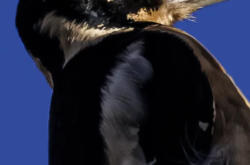 Great Spotted Woodpecker