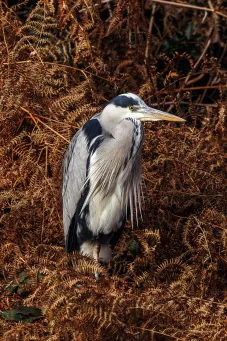 Grey Heron 5​​​​‌﻿‍﻿​‍​‍‌‍﻿﻿‌﻿​‍‌‍‍‌‌‍‌﻿‌‍‍‌‌‍﻿‍​‍​‍​﻿‍‍​‍​‍‌﻿​﻿‌‍​‌‌‍﻿‍‌‍‍‌‌﻿‌​‌﻿‍‌​‍﻿‍‌‍‍‌‌‍﻿﻿​‍​‍​‍﻿​​‍​‍‌‍‍​‌﻿​‍‌‍‌‌‌‍‌‍​‍​‍​﻿‍‍​‍​‍​‍﻿﻿‌‍​‌‌‍‌​‌‍﻿‌‌‍‍‌‌‍﻿‍​‍﻿﻿‌‍‍‌‌‍﻿‍‌﻿‌​‌‍‌‌‌‍﻿‍‌﻿‌​​‍﻿﻿‌‍‌‌‌‍‌​‌‍‍‌‌﻿‌​​‍﻿﻿‌‍﻿‌‌‍﻿﻿‌‍‌​‌‍‌‌​﻿﻿‌‌﻿​​‌﻿​‍‌‍‌‌‌﻿​﻿‌‍‌‌‌‍﻿‍‌﻿‌​‌‍​‌‌﻿‌​‌‍‍‌‌‍﻿﻿‌‍﻿‍​﻿‍﻿‌‍‍‌‌‍‌​​﻿﻿‌​﻿​​​﻿​​​﻿​​‌‍‌‍‌‍‌‌​﻿​﻿‌‍‌‍​﻿​​​‍﻿‌​﻿‌​​﻿‌‌​﻿​​​﻿‍​​‍﻿‌​﻿‌​​﻿‌‍​﻿​‌​﻿‍​​‍﻿‌‌‍​‌​﻿‌​​﻿‌﻿‌‍‌‌​‍﻿‌​﻿‌​​﻿‌‌​﻿​‍‌‍​‍​﻿‍‌​﻿​﻿​﻿​‍​﻿​‌​﻿‍​​﻿‌‌​﻿​﻿‌‍​‍​﻿‍﻿‌﻿‌​‌﻿‍‌‌﻿​​‌‍‌‌​﻿﻿‌‌‍​‍‌‍‍‌‌﻿​‍‌‍‌​‌﻿​﻿‌​‌﻿‌‍​‌‌‍﻿​‌‍﻿​‌‍‌‌‌﻿​‍‌﻿‍‌​﻿‍﻿‌﻿​​‌‍​‌‌﻿‌​‌‍‍​​﻿﻿‌‌‍‌﻿‌‍​‌‌‍﻿​‌‍﻿​‌‍‌‌‌﻿​‍‌﻿‍‌‌​‍‌‌‍﻿‌‌‍​‌‌‍‌﻿‌‍‌‌‌﻿​﻿​‍‌‌​﻿‌‌‌​​‍‌‌﻿﻿‌‍‍﻿‌‍‌‌‌﻿‍‌​‍‌‌​﻿​﻿‌​‌​​‍‌‌​﻿​﻿‌​‌​​‍‌‌​﻿​‍​﻿​‍​﻿‌​‌‍‌‍‌‍​‌‌‍​‌‌‍​﻿‌‍​‌​﻿​‌‌‍​‍​﻿​‍​﻿‌‌‌‍‌‍​﻿‌‍​‍‌‌​﻿​‍​﻿​‍​‍‌‌​﻿‌‌‌​‌​​‍﻿‍‌‍​‌‌‍﻿​‌﻿‌​​﻿﻿﻿‌‍​‍‌‍​‌‌﻿​﻿‌‍‌‌‌‌‌‌‌﻿​‍‌‍﻿​​﻿﻿‌​‍‌‌​﻿​‍‌​‌‍‌‍​‌‌‍‌​‌‍﻿‌‌‍‍‌‌‍﻿‍​‍‌‍‌‍‍‌‌‍‌​​﻿﻿‌​﻿​​​﻿​​​﻿​​‌‍‌‍‌‍‌‌​﻿​﻿‌‍‌‍​﻿​​​‍﻿‌​﻿‌​​﻿‌‌​﻿​​​﻿‍​​‍﻿‌​﻿‌​​﻿‌‍​﻿​‌​﻿‍​​‍﻿‌‌‍​‌​﻿‌​​﻿‌﻿‌‍‌‌​‍﻿‌​﻿‌​​﻿‌‌​﻿​‍‌‍​‍​﻿‍‌​﻿​﻿​﻿​‍​﻿​‌​﻿‍​​﻿‌‌​﻿​﻿‌‍​‍​‍‌‍‌﻿‌​‌﻿‍‌‌﻿​​‌‍‌‌​﻿﻿‌‌‍​‍‌‍‍‌‌﻿​‍‌‍‌​‌﻿​﻿‌​‌﻿‌‍​‌‌‍﻿​‌‍﻿​‌‍‌‌‌﻿​‍‌﻿‍‌​‍‌‍‌﻿​​‌‍​‌‌﻿‌​‌‍‍​​﻿﻿‌‌‍‌﻿‌‍​‌‌‍﻿​‌‍﻿​‌‍‌‌‌﻿​‍‌﻿‍‌‌​‍‌‌‍﻿‌‌‍​‌‌‍‌﻿‌‍‌‌‌﻿​﻿​‍‌‌​﻿‌‌‌​​‍‌‌﻿﻿‌‍‍﻿‌‍‌‌‌﻿‍‌​‍‌‌​﻿​﻿‌​‌​​‍‌‌​﻿​﻿‌​‌​​‍‌‌​﻿​‍​﻿​‍​﻿‌​‌‍‌‍‌‍​‌‌‍​‌‌‍​﻿‌‍​‌​﻿​‌‌‍​‍​﻿​‍​﻿‌‌‌‍‌‍​﻿‌‍​‍‌‌​﻿​‍​﻿​‍​‍‌‌​﻿‌‌‌​‌​​‍﻿‍‌‍​‌‌‍﻿​‌﻿‌​​‍‌‍‌﻿​​‌‍‌‌‌﻿​‍‌﻿​﻿‌﻿​​‌‍‌‌‌‍​﻿‌﻿‌​‌‍‍‌‌﻿‌‍‌‍‌‌​﻿﻿‌‌﻿​​‌﻿‌‌‌‍​‍‌‍﻿​‌‍‍‌‌﻿​﻿‌‍‍​‌‍‌‌‌‍‌​​‍​‍‌﻿﻿‌