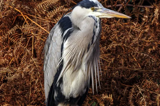 Grey Heron 5