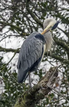 Grey Heron 6​​​​‌﻿‍﻿​‍​‍‌‍﻿﻿‌﻿​‍‌‍‍‌‌‍‌﻿‌‍‍‌‌‍﻿‍​‍​‍​﻿‍‍​‍​‍‌﻿​﻿‌‍​‌‌‍﻿‍‌‍‍‌‌﻿‌​‌﻿‍‌​‍﻿‍‌‍‍‌‌‍﻿﻿​‍​‍​‍﻿​​‍​‍‌‍‍​‌﻿​‍‌‍‌‌‌‍‌‍​‍​‍​﻿‍‍​‍​‍​‍﻿﻿‌‍​‌‌‍‌​‌‍﻿‌‌‍‍‌‌‍﻿‍​‍﻿﻿‌‍‍‌‌‍﻿‍‌﻿‌​‌‍‌‌‌‍﻿‍‌﻿‌​​‍﻿﻿‌‍‌‌‌‍‌​‌‍‍‌‌﻿‌​​‍﻿﻿‌‍﻿‌‌‍﻿﻿‌‍‌​‌‍‌‌​﻿﻿‌‌﻿​​‌﻿​‍‌‍‌‌‌﻿​﻿‌‍‌‌‌‍﻿‍‌﻿‌​‌‍​‌‌﻿‌​‌‍‍‌‌‍﻿﻿‌‍﻿‍​﻿‍﻿‌‍‍‌‌‍‌​​﻿﻿‌​﻿​​​﻿​​​﻿​​‌‍‌‍‌‍‌‌​﻿​﻿‌‍‌‍​﻿​​​‍﻿‌​﻿‌​​﻿‌‌​﻿​​​﻿‍​​‍﻿‌​﻿‌​​﻿‌‍​﻿​‌​﻿‍​​‍﻿‌‌‍​‌​﻿‌​​﻿‌﻿‌‍‌‌​‍﻿‌​﻿‌​​﻿‌‌​﻿​‍‌‍​‍​﻿‍‌​﻿​﻿​﻿​‍​﻿​‌​﻿‍​​﻿‌‌​﻿​﻿‌‍​‍​﻿‍﻿‌﻿‌​‌﻿‍‌‌﻿​​‌‍‌‌​﻿﻿‌‌‍​‍‌‍‍‌‌﻿​‍‌‍‌​‌﻿​﻿‌​‌﻿‌‍​‌‌‍﻿​‌‍﻿​‌‍‌‌‌﻿​‍‌﻿‍‌​﻿‍﻿‌﻿​​‌‍​‌‌﻿‌​‌‍‍​​﻿﻿‌‌‍‌﻿‌‍​‌‌‍﻿​‌‍﻿​‌‍‌‌‌﻿​‍‌﻿‍‌‌​‍‌‌‍﻿‌‌‍​‌‌‍‌﻿‌‍‌‌‌﻿​﻿​‍‌‌​﻿‌‌‌​​‍‌‌﻿﻿‌‍‍﻿‌‍‌‌‌﻿‍‌​‍‌‌​﻿​﻿‌​‌​​‍‌‌​﻿​﻿‌​‌​​‍‌‌​﻿​‍​﻿​‍‌‍‌​​﻿‌​‌‍‌​​﻿​‌​﻿‍‌​﻿​‌​﻿‌​‌‍​‍​﻿‌​​﻿‍​​﻿​﻿‌‍‌‍​‍‌‌​﻿​‍​﻿​‍​‍‌‌​﻿‌‌‌​‌​​‍﻿‍‌‍​‌‌‍﻿​‌﻿‌​​﻿﻿﻿‌‍​‍‌‍​‌‌﻿​﻿‌‍‌‌‌‌‌‌‌﻿​‍‌‍﻿​​﻿﻿‌​‍‌‌​﻿​‍‌​‌‍‌‍​‌‌‍‌​‌‍﻿‌‌‍‍‌‌‍﻿‍​‍‌‍‌‍‍‌‌‍‌​​﻿﻿‌​﻿​​​﻿​​​﻿​​‌‍‌‍‌‍‌‌​﻿​﻿‌‍‌‍​﻿​​​‍﻿‌​﻿‌​​﻿‌‌​﻿​​​﻿‍​​‍﻿‌​﻿‌​​﻿‌‍​﻿​‌​﻿‍​​‍﻿‌‌‍​‌​﻿‌​​﻿‌﻿‌‍‌‌​‍﻿‌​﻿‌​​﻿‌‌​﻿​‍‌‍​‍​﻿‍‌​﻿​﻿​﻿​‍​﻿​‌​﻿‍​​﻿‌‌​﻿​﻿‌‍​‍​‍‌‍‌﻿‌​‌﻿‍‌‌﻿​​‌‍‌‌​﻿﻿‌‌‍​‍‌‍‍‌‌﻿​‍‌‍‌​‌﻿​﻿‌​‌﻿‌‍​‌‌‍﻿​‌‍﻿​‌‍‌‌‌﻿​‍‌﻿‍‌​‍‌‍‌﻿​​‌‍​‌‌﻿‌​‌‍‍​​﻿﻿‌‌‍‌﻿‌‍​‌‌‍﻿​‌‍﻿​‌‍‌‌‌﻿​‍‌﻿‍‌‌​‍‌‌‍﻿‌‌‍​‌‌‍‌﻿‌‍‌‌‌﻿​﻿​‍‌‌​﻿‌‌‌​​‍‌‌﻿﻿‌‍‍﻿‌‍‌‌‌﻿‍‌​‍‌‌​﻿​﻿‌​‌​​‍‌‌​﻿​﻿‌​‌​​‍‌‌​﻿​‍​﻿​‍‌‍‌​​﻿‌​‌‍‌​​﻿​‌​﻿‍‌​﻿​‌​﻿‌​‌‍​‍​﻿‌​​﻿‍​​﻿​﻿‌‍‌‍​‍‌‌​﻿​‍​﻿​‍​‍‌‌​﻿‌‌‌​‌​​‍﻿‍‌‍​‌‌‍﻿​‌﻿‌​​‍‌‍‌﻿​​‌‍‌‌‌﻿​‍‌﻿​﻿‌﻿​​‌‍‌‌‌‍​﻿‌﻿‌​‌‍‍‌‌﻿‌‍‌‍‌‌​﻿﻿‌‌﻿​​‌﻿‌‌‌‍​‍‌‍﻿​‌‍‍‌‌﻿​﻿‌‍‍​‌‍‌‌‌‍‌​​‍​‍‌﻿﻿‌