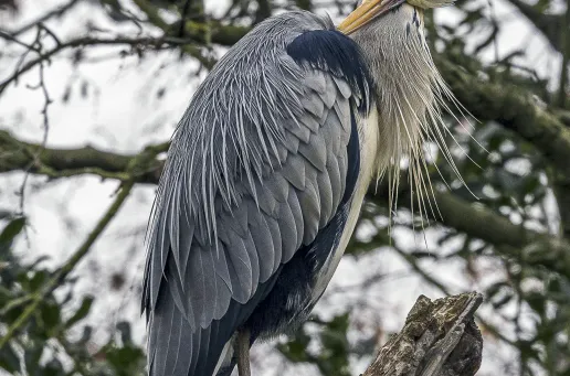 Grey Heron 6