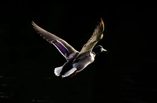 Chocks Away