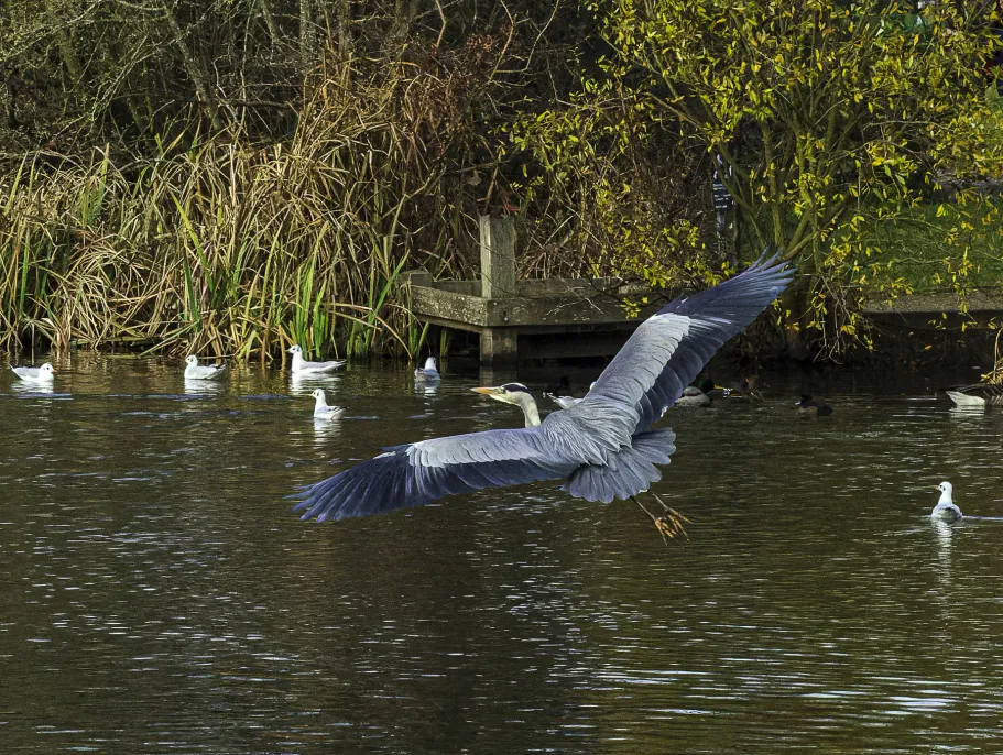 Grey Heron 7​​​​‌﻿‍﻿​‍​‍‌‍﻿﻿‌﻿​‍‌‍‍‌‌‍‌﻿‌‍‍‌‌‍﻿‍​‍​‍​﻿‍‍​‍​‍‌﻿​﻿‌‍​‌‌‍﻿‍‌‍‍‌‌﻿‌​‌﻿‍‌​‍﻿‍‌‍‍‌‌‍﻿﻿​‍​‍​‍﻿​​‍​‍‌‍‍​‌﻿​‍‌‍‌‌‌‍‌‍​‍​‍​﻿‍‍​‍​‍​‍﻿﻿‌‍​‌‌‍‌​‌‍﻿‌‌‍‍‌‌‍﻿‍​‍﻿﻿‌‍‍‌‌‍﻿‍‌﻿‌​‌‍‌‌‌‍﻿‍‌﻿‌​​‍﻿﻿‌‍‌‌‌‍‌​‌‍‍‌‌﻿‌​​‍﻿﻿‌‍﻿‌‌‍﻿﻿‌‍‌​‌‍‌‌​﻿﻿‌‌﻿​​‌﻿​‍‌‍‌‌‌﻿​﻿‌‍‌‌‌‍﻿‍‌﻿‌​‌‍​‌‌﻿‌​‌‍‍‌‌‍﻿﻿‌‍﻿‍​﻿‍﻿‌‍‍‌‌‍‌​​﻿﻿‌​﻿​​​﻿​​​﻿​​‌‍‌‍‌‍‌‌​﻿​﻿‌‍‌‍​﻿​​​‍﻿‌​﻿‌​​﻿‌‌​﻿​​​﻿‍​​‍﻿‌​﻿‌​​﻿‌‍​﻿​‌​﻿‍​​‍﻿‌‌‍​‌​﻿‌​​﻿‌﻿‌‍‌‌​‍﻿‌​﻿‌​​﻿‌‌​﻿​‍‌‍​‍​﻿‍‌​﻿​﻿​﻿​‍​﻿​‌​﻿‍​​﻿‌‌​﻿​﻿‌‍​‍​﻿‍﻿‌﻿‌​‌﻿‍‌‌﻿​​‌‍‌‌​﻿﻿‌‌‍​‍‌‍‍‌‌﻿​‍‌‍‌​‌﻿​﻿‌​‌﻿‌‍​‌‌‍﻿​‌‍﻿​‌‍‌‌‌﻿​‍‌﻿‍‌​﻿‍﻿‌﻿​​‌‍​‌‌﻿‌​‌‍‍​​﻿﻿‌‌‍‌﻿‌‍​‌‌‍﻿​‌‍﻿​‌‍‌‌‌﻿​‍‌﻿‍‌‌​‍‌‌‍﻿‌‌‍​‌‌‍‌﻿‌‍‌‌‌﻿​﻿​‍‌‌​﻿‌‌‌​​‍‌‌﻿﻿‌‍‍﻿‌‍‌‌‌﻿‍‌​‍‌‌​﻿​﻿‌​‌​​‍‌‌​﻿​﻿‌​‌​​‍‌‌​﻿​‍​﻿​‍​﻿‌﻿‌‍​﻿​﻿‌​‌‍​﻿​﻿‌‍​﻿‌﻿​﻿‌‍​﻿‌​​﻿​‌‌‍‌‍​﻿‍​​﻿‌‌​‍‌‌​﻿​‍​﻿​‍​‍‌‌​﻿‌‌‌​‌​​‍﻿‍‌‍​‌‌‍﻿​‌﻿‌​​﻿﻿﻿‌‍​‍‌‍​‌‌﻿​﻿‌‍‌‌‌‌‌‌‌﻿​‍‌‍﻿​​﻿﻿‌​‍‌‌​﻿​‍‌​‌‍‌‍​‌‌‍‌​‌‍﻿‌‌‍‍‌‌‍﻿‍​‍‌‍‌‍‍‌‌‍‌​​﻿﻿‌​﻿​​​﻿​​​﻿​​‌‍‌‍‌‍‌‌​﻿​﻿‌‍‌‍​﻿​​​‍﻿‌​﻿‌​​﻿‌‌​﻿​​​﻿‍​​‍﻿‌​﻿‌​​﻿‌‍​﻿​‌​﻿‍​​‍﻿‌‌‍​‌​﻿‌​​﻿‌﻿‌‍‌‌​‍﻿‌​﻿‌​​﻿‌‌​﻿​‍‌‍​‍​﻿‍‌​﻿​﻿​﻿​‍​﻿​‌​﻿‍​​﻿‌‌​﻿​﻿‌‍​‍​‍‌‍‌﻿‌​‌﻿‍‌‌﻿​​‌‍‌‌​﻿﻿‌‌‍​‍‌‍‍‌‌﻿​‍‌‍‌​‌﻿​﻿‌​‌﻿‌‍​‌‌‍﻿​‌‍﻿​‌‍‌‌‌﻿​‍‌﻿‍‌​‍‌‍‌﻿​​‌‍​‌‌﻿‌​‌‍‍​​﻿﻿‌‌‍‌﻿‌‍​‌‌‍﻿​‌‍﻿​‌‍‌‌‌﻿​‍‌﻿‍‌‌​‍‌‌‍﻿‌‌‍​‌‌‍‌﻿‌‍‌‌‌﻿​﻿​‍‌‌​﻿‌‌‌​​‍‌‌﻿﻿‌‍‍﻿‌‍‌‌‌﻿‍‌​‍‌‌​﻿​﻿‌​‌​​‍‌‌​﻿​﻿‌​‌​​‍‌‌​﻿​‍​﻿​‍​﻿‌﻿‌‍​﻿​﻿‌​‌‍​﻿​﻿‌‍​﻿‌﻿​﻿‌‍​﻿‌​​﻿​‌‌‍‌‍​﻿‍​​﻿‌‌​‍‌‌​﻿​‍​﻿​‍​‍‌‌​﻿‌‌‌​‌​​‍﻿‍‌‍​‌‌‍﻿​‌﻿‌​​‍‌‍‌﻿​​‌‍‌‌‌﻿​‍‌﻿​﻿‌﻿​​‌‍‌‌‌‍​﻿‌﻿‌​‌‍‍‌‌﻿‌‍‌‍‌‌​﻿﻿‌‌﻿​​‌﻿‌‌‌‍​‍‌‍﻿​‌‍‍‌‌﻿​﻿‌‍‍​‌‍‌‌‌‍‌​​‍​‍‌﻿﻿‌
