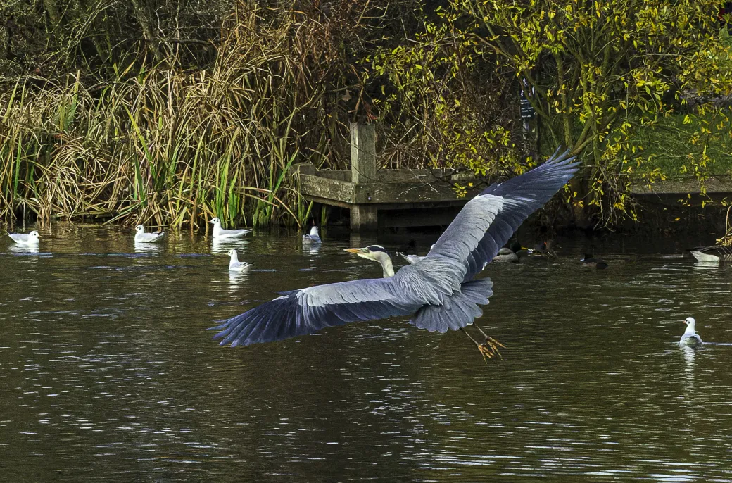 Grey Heron 7