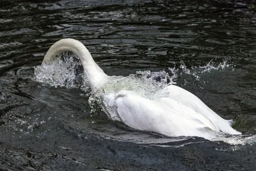 Mute Swan 3​​​​‌﻿‍﻿​‍​‍‌‍﻿﻿‌﻿​‍‌‍‍‌‌‍‌﻿‌‍‍‌‌‍﻿‍​‍​‍​﻿‍‍​‍​‍‌﻿​﻿‌‍​‌‌‍﻿‍‌‍‍‌‌﻿‌​‌﻿‍‌​‍﻿‍‌‍‍‌‌‍﻿﻿​‍​‍​‍﻿​​‍​‍‌‍‍​‌﻿​‍‌‍‌‌‌‍‌‍​‍​‍​﻿‍‍​‍​‍​‍﻿﻿‌‍​‌‌‍‌​‌‍﻿‌‌‍‍‌‌‍﻿‍​‍﻿﻿‌‍‍‌‌‍﻿‍‌﻿‌​‌‍‌‌‌‍﻿‍‌﻿‌​​‍﻿﻿‌‍‌‌‌‍‌​‌‍‍‌‌﻿‌​​‍﻿﻿‌‍﻿‌‌‍﻿﻿‌‍‌​‌‍‌‌​﻿﻿‌‌﻿​​‌﻿​‍‌‍‌‌‌﻿​﻿‌‍‌‌‌‍﻿‍‌﻿‌​‌‍​‌‌﻿‌​‌‍‍‌‌‍﻿﻿‌‍﻿‍​﻿‍﻿‌‍‍‌‌‍‌​​﻿﻿‌‌‍​﻿​﻿​﻿​﻿‍‌​﻿​‌​﻿​‍​﻿‌​‌‍‌​​﻿​‍​‍﻿‌​﻿‌‌​﻿​‌​﻿‍‌‌‍‌‍​‍﻿‌​﻿‌​​﻿‌‍​﻿​​​﻿‍‌​‍﻿‌​﻿‍‌​﻿‌﻿‌‍​﻿‌‍​‍​‍﻿‌‌‍​‍‌‍‌‌​﻿‌‌​﻿‌​​﻿‍​​﻿​‍‌‍‌‌‌‍​﻿​﻿‍‌‌‍‌‌​﻿​​​﻿‍‌​﻿‍﻿‌﻿‌​‌﻿‍‌‌﻿​​‌‍‌‌​﻿﻿‌‌‍​‍‌‍‍‌‌﻿​‍‌‍‌​‌﻿​﻿‌​‌﻿‌‍​‌‌‍﻿​‌‍﻿​‌‍‌‌‌﻿​‍‌﻿‍‌​﻿‍﻿‌﻿​​‌‍​‌‌﻿‌​‌‍‍​​﻿﻿‌‌‍‌﻿‌‍​‌‌‍﻿​‌‍﻿​‌‍‌‌‌﻿​‍‌﻿‍‌‌​‍‌‌‍﻿‌‌‍​‌‌‍‌﻿‌‍‌‌‌﻿​﻿​‍‌‌​﻿‌‌‌​​‍‌‌﻿﻿‌‍‍﻿‌‍‌‌‌﻿‍‌​‍‌‌​﻿​﻿‌​‌​​‍‌‌​﻿​﻿‌​‌​​‍‌‌​﻿​‍​﻿​‍​﻿​​‌‍‌‌​﻿‌﻿‌‍​‌​﻿​‍​﻿‌‍​﻿‌‌​﻿‌﻿‌‍​‍​﻿​﻿‌‍​﻿​﻿​​​‍‌‌​﻿​‍​﻿​‍​‍‌‌​﻿‌‌‌​‌​​‍﻿‍‌‍​‌‌‍﻿​‌﻿‌​​﻿﻿﻿‌‍​‍‌‍​‌‌﻿​﻿‌‍‌‌‌‌‌‌‌﻿​‍‌‍﻿​​﻿﻿‌​‍‌‌​﻿​‍‌​‌‍‌‍​‌‌‍‌​‌‍﻿‌‌‍‍‌‌‍﻿‍​‍‌‍‌‍‍‌‌‍‌​​﻿﻿‌‌‍​﻿​﻿​﻿​﻿‍‌​﻿​‌​﻿​‍​﻿‌​‌‍‌​​﻿​‍​‍﻿‌​﻿‌‌​﻿​‌​﻿‍‌‌‍‌‍​‍﻿‌​﻿‌​​﻿‌‍​﻿​​​﻿‍‌​‍﻿‌​﻿‍‌​﻿‌﻿‌‍​﻿‌‍​‍​‍﻿‌‌‍​‍‌‍‌‌​﻿‌‌​﻿‌​​﻿‍​​﻿​‍‌‍‌‌‌‍​﻿​﻿‍‌‌‍‌‌​﻿​​​﻿‍‌​‍‌‍‌﻿‌​‌﻿‍‌‌﻿​​‌‍‌‌​﻿﻿‌‌‍​‍‌‍‍‌‌﻿​‍‌‍‌​‌﻿​﻿‌​‌﻿‌‍​‌‌‍﻿​‌‍﻿​‌‍‌‌‌﻿​‍‌﻿‍‌​‍‌‍‌﻿​​‌‍​‌‌﻿‌​‌‍‍​​﻿﻿‌‌‍‌﻿‌‍​‌‌‍﻿​‌‍﻿​‌‍‌‌‌﻿​‍‌﻿‍‌‌​‍‌‌‍﻿‌‌‍​‌‌‍‌﻿‌‍‌‌‌﻿​﻿​‍‌‌​﻿‌‌‌​​‍‌‌﻿﻿‌‍‍﻿‌‍‌‌‌﻿‍‌​‍‌‌​﻿​﻿‌​‌​​‍‌‌​﻿​﻿‌​‌​​‍‌‌​﻿​‍​﻿​‍​﻿​​‌‍‌‌​﻿‌﻿‌‍​‌​﻿​‍​﻿‌‍​﻿‌‌​﻿‌﻿‌‍​‍​﻿​﻿‌‍​﻿​﻿​​​‍‌‌​﻿​‍​﻿​‍​‍‌‌​﻿‌‌‌​‌​​‍﻿‍‌‍​‌‌‍﻿​‌﻿‌​​‍‌‍‌﻿​​‌‍‌‌‌﻿​‍‌﻿​﻿‌﻿​​‌‍‌‌‌‍​﻿‌﻿‌​‌‍‍‌‌﻿‌‍‌‍‌‌​﻿﻿‌‌﻿​​‌﻿‌‌‌‍​‍‌‍﻿​‌‍‍‌‌﻿​﻿‌‍‍​‌‍‌‌‌‍‌​​‍​‍‌﻿﻿‌