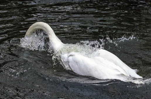 Mute Swan 3