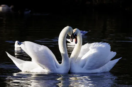 Swans