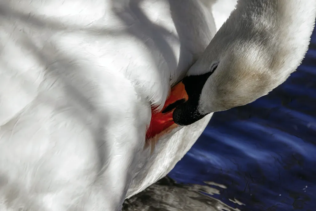 Mute Swan 10​​​​‌﻿‍﻿​‍​‍‌‍﻿﻿‌﻿​‍‌‍‍‌‌‍‌﻿‌‍‍‌‌‍﻿‍​‍​‍​﻿‍‍​‍​‍‌﻿​﻿‌‍​‌‌‍﻿‍‌‍‍‌‌﻿‌​‌﻿‍‌​‍﻿‍‌‍‍‌‌‍﻿﻿​‍​‍​‍﻿​​‍​‍‌‍‍​‌﻿​‍‌‍‌‌‌‍‌‍​‍​‍​﻿‍‍​‍​‍​‍﻿﻿‌‍​‌‌‍‌​‌‍﻿‌‌‍‍‌‌‍﻿‍​‍﻿﻿‌‍‍‌‌‍﻿‍‌﻿‌​‌‍‌‌‌‍﻿‍‌﻿‌​​‍﻿﻿‌‍‌‌‌‍‌​‌‍‍‌‌﻿‌​​‍﻿﻿‌‍﻿‌‌‍﻿﻿‌‍‌​‌‍‌‌​﻿﻿‌‌﻿​​‌﻿​‍‌‍‌‌‌﻿​﻿‌‍‌‌‌‍﻿‍‌﻿‌​‌‍​‌‌﻿‌​‌‍‍‌‌‍﻿﻿‌‍﻿‍​﻿‍﻿‌‍‍‌‌‍‌​​﻿﻿‌‌‍​﻿​﻿​﻿​﻿‍‌​﻿​‌​﻿​‍​﻿‌​‌‍‌​​﻿​‍​‍﻿‌​﻿‌‌​﻿​‌​﻿‍‌‌‍‌‍​‍﻿‌​﻿‌​​﻿‌‍​﻿​​​﻿‍‌​‍﻿‌​﻿‍‌​﻿‌﻿‌‍​﻿‌‍​‍​‍﻿‌‌‍​‍‌‍‌‌​﻿‌‌​﻿‌​​﻿‍​​﻿​‍‌‍‌‌‌‍​﻿​﻿‍‌‌‍‌‌​﻿​​​﻿‍‌​﻿‍﻿‌﻿‌​‌﻿‍‌‌﻿​​‌‍‌‌​﻿﻿‌‌‍​‍‌‍‍‌‌﻿​‍‌‍‌​‌﻿​﻿‌​‌﻿‌‍​‌‌‍﻿​‌‍﻿​‌‍‌‌‌﻿​‍‌﻿‍‌​﻿‍﻿‌﻿​​‌‍​‌‌﻿‌​‌‍‍​​﻿﻿‌‌‍‌﻿‌‍​‌‌‍﻿​‌‍﻿​‌‍‌‌‌﻿​‍‌﻿‍‌‌​‍‌‌‍﻿‌‌‍​‌‌‍‌﻿‌‍‌‌‌﻿​﻿​‍‌‌​﻿‌‌‌​​‍‌‌﻿﻿‌‍‍﻿‌‍‌‌‌﻿‍‌​‍‌‌​﻿​﻿‌​‌​​‍‌‌​﻿​﻿‌​‌​​‍‌‌​﻿​‍​﻿​‍​﻿‌﻿​﻿​​​﻿‌​‌‍​﻿​﻿‌‌‌‍‌​‌‍‌‍​﻿‍​‌‍​‌​﻿‌﻿​﻿‌​​﻿‌‍​‍‌‌​﻿​‍​﻿​‍​‍‌‌​﻿‌‌‌​‌​​‍﻿‍‌‍​‌‌‍﻿​‌﻿‌​​﻿﻿﻿‌‍​‍‌‍​‌‌﻿​﻿‌‍‌‌‌‌‌‌‌﻿​‍‌‍﻿​​﻿﻿‌​‍‌‌​﻿​‍‌​‌‍‌‍​‌‌‍‌​‌‍﻿‌‌‍‍‌‌‍﻿‍​‍‌‍‌‍‍‌‌‍‌​​﻿﻿‌‌‍​﻿​﻿​﻿​﻿‍‌​﻿​‌​﻿​‍​﻿‌​‌‍‌​​﻿​‍​‍﻿‌​﻿‌‌​﻿​‌​﻿‍‌‌‍‌‍​‍﻿‌​﻿‌​​﻿‌‍​﻿​​​﻿‍‌​‍﻿‌​﻿‍‌​﻿‌﻿‌‍​﻿‌‍​‍​‍﻿‌‌‍​‍‌‍‌‌​﻿‌‌​﻿‌​​﻿‍​​﻿​‍‌‍‌‌‌‍​﻿​﻿‍‌‌‍‌‌​﻿​​​﻿‍‌​‍‌‍‌﻿‌​‌﻿‍‌‌﻿​​‌‍‌‌​﻿﻿‌‌‍​‍‌‍‍‌‌﻿​‍‌‍‌​‌﻿​﻿‌​‌﻿‌‍​‌‌‍﻿​‌‍﻿​‌‍‌‌‌﻿​‍‌﻿‍‌​‍‌‍‌﻿​​‌‍​‌‌﻿‌​‌‍‍​​﻿﻿‌‌‍‌﻿‌‍​‌‌‍﻿​‌‍﻿​‌‍‌‌‌﻿​‍‌﻿‍‌‌​‍‌‌‍﻿‌‌‍​‌‌‍‌﻿‌‍‌‌‌﻿​﻿​‍‌‌​﻿‌‌‌​​‍‌‌﻿﻿‌‍‍﻿‌‍‌‌‌﻿‍‌​‍‌‌​﻿​﻿‌​‌​​‍‌‌​﻿​﻿‌​‌​​‍‌‌​﻿​‍​﻿​‍​﻿‌﻿​﻿​​​﻿‌​‌‍​﻿​﻿‌‌‌‍‌​‌‍‌‍​﻿‍​‌‍​‌​﻿‌﻿​﻿‌​​﻿‌‍​‍‌‌​﻿​‍​﻿​‍​‍‌‌​﻿‌‌‌​‌​​‍﻿‍‌‍​‌‌‍﻿​‌﻿‌​​‍‌‍‌﻿​​‌‍‌‌‌﻿​‍‌﻿​﻿‌﻿​​‌‍‌‌‌‍​﻿‌﻿‌​‌‍‍‌‌﻿‌‍‌‍‌‌​﻿﻿‌‌﻿​​‌﻿‌‌‌‍​‍‌‍﻿​‌‍‍‌‌﻿​﻿‌‍‍​‌‍‌‌‌‍‌​​‍​‍‌﻿﻿‌