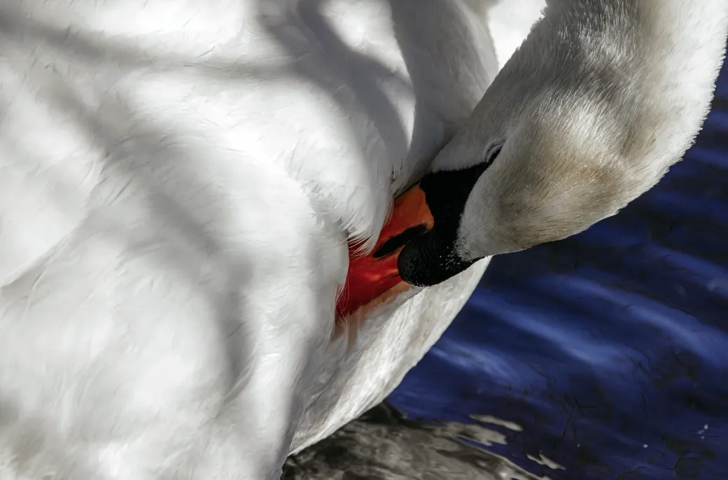 Mute Swan 10